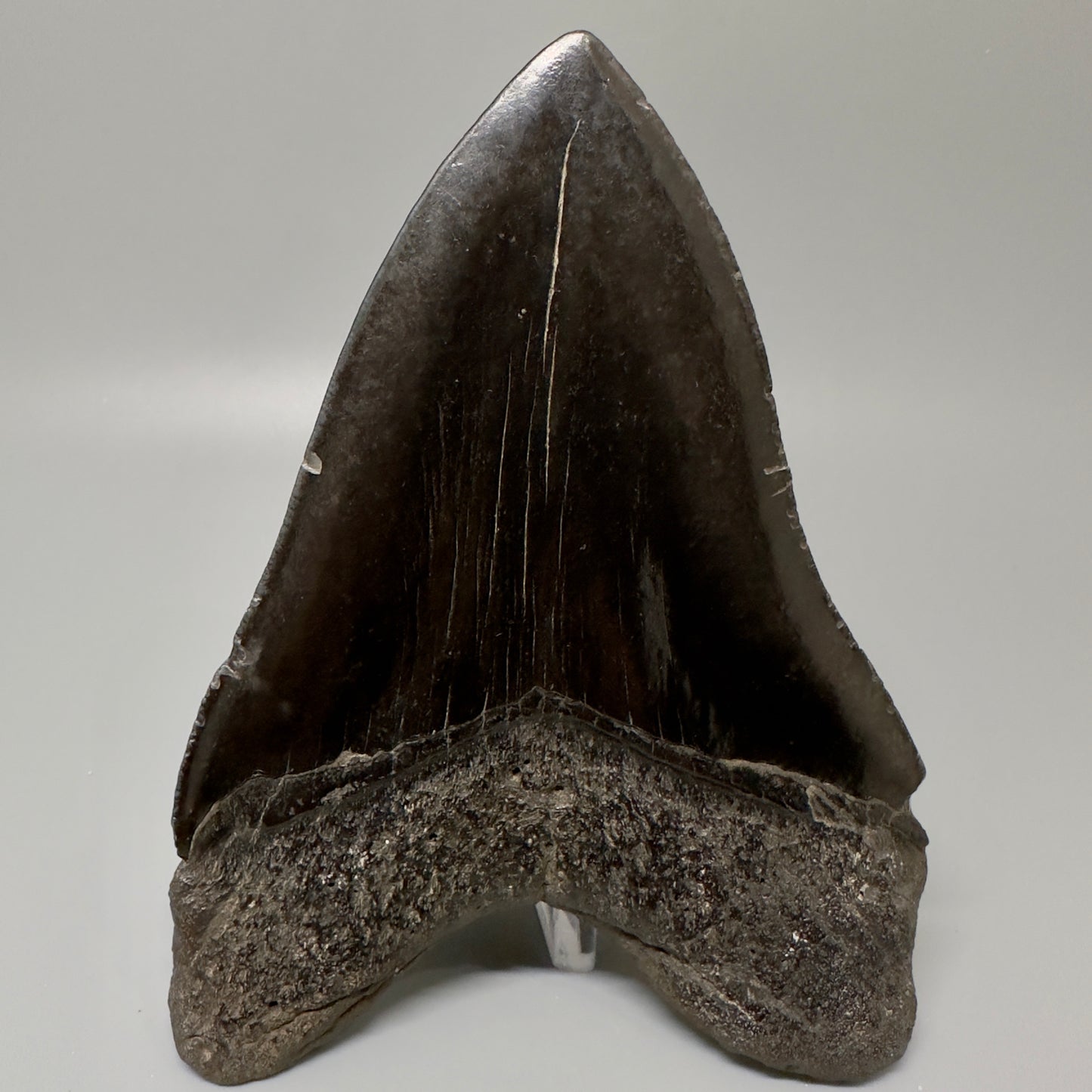 Black, Large  5.66" Fossil Megalodon Tooth from Southeast, USA CM4990 - Back