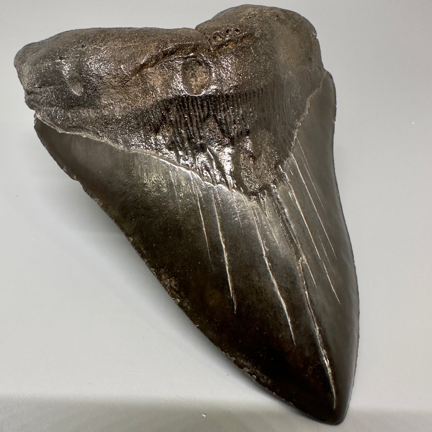 Black, Large  5.66" Fossil Megalodon Tooth from Southeast, USA CM4990 - Front Left