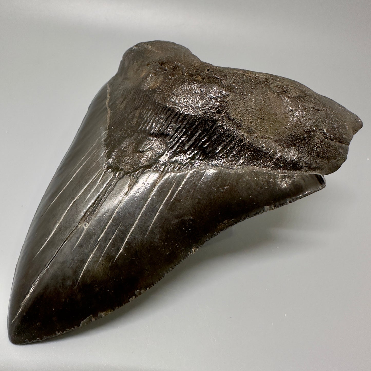 Black, Large  5.66" Fossil Megalodon Tooth from Southeast, USA CM4990 - Front Right