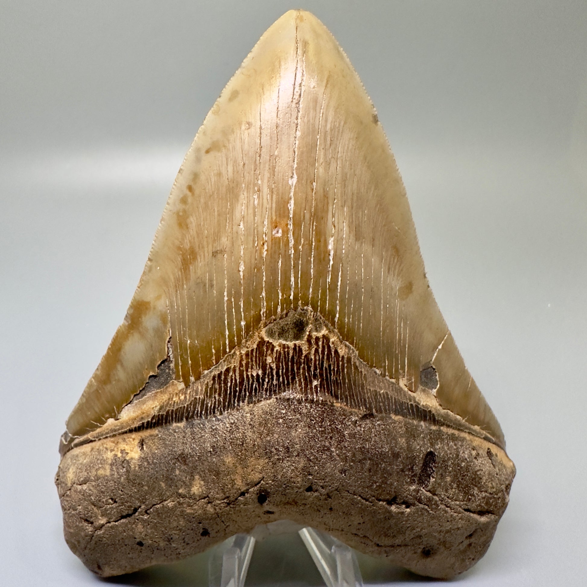 Colorful Large 5.59" Fossil Megalodon Tooth - North Carolina CM4986 - Front