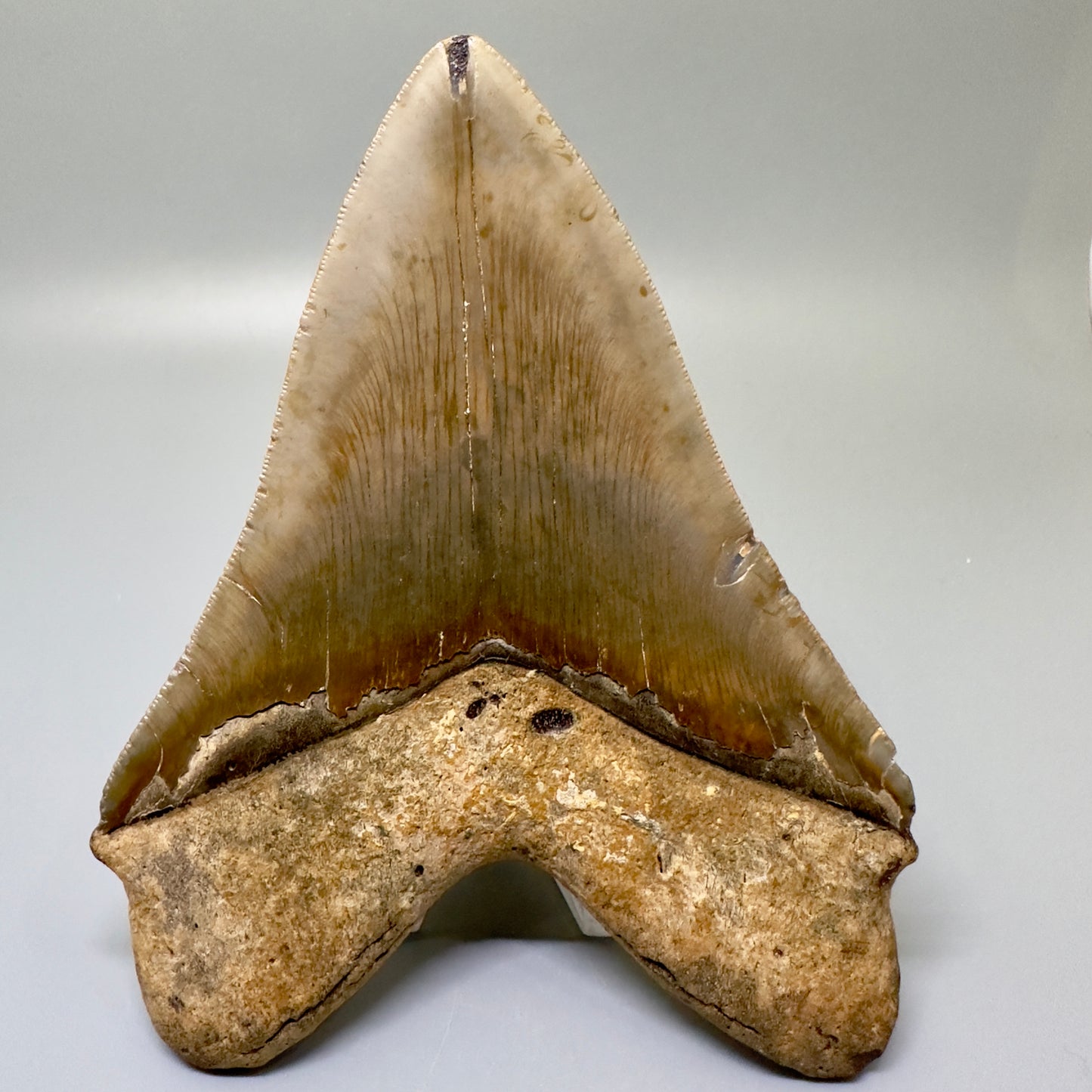 Colorful Large 5.59" Fossil Megalodon Tooth - North Carolina CM4986 - Back