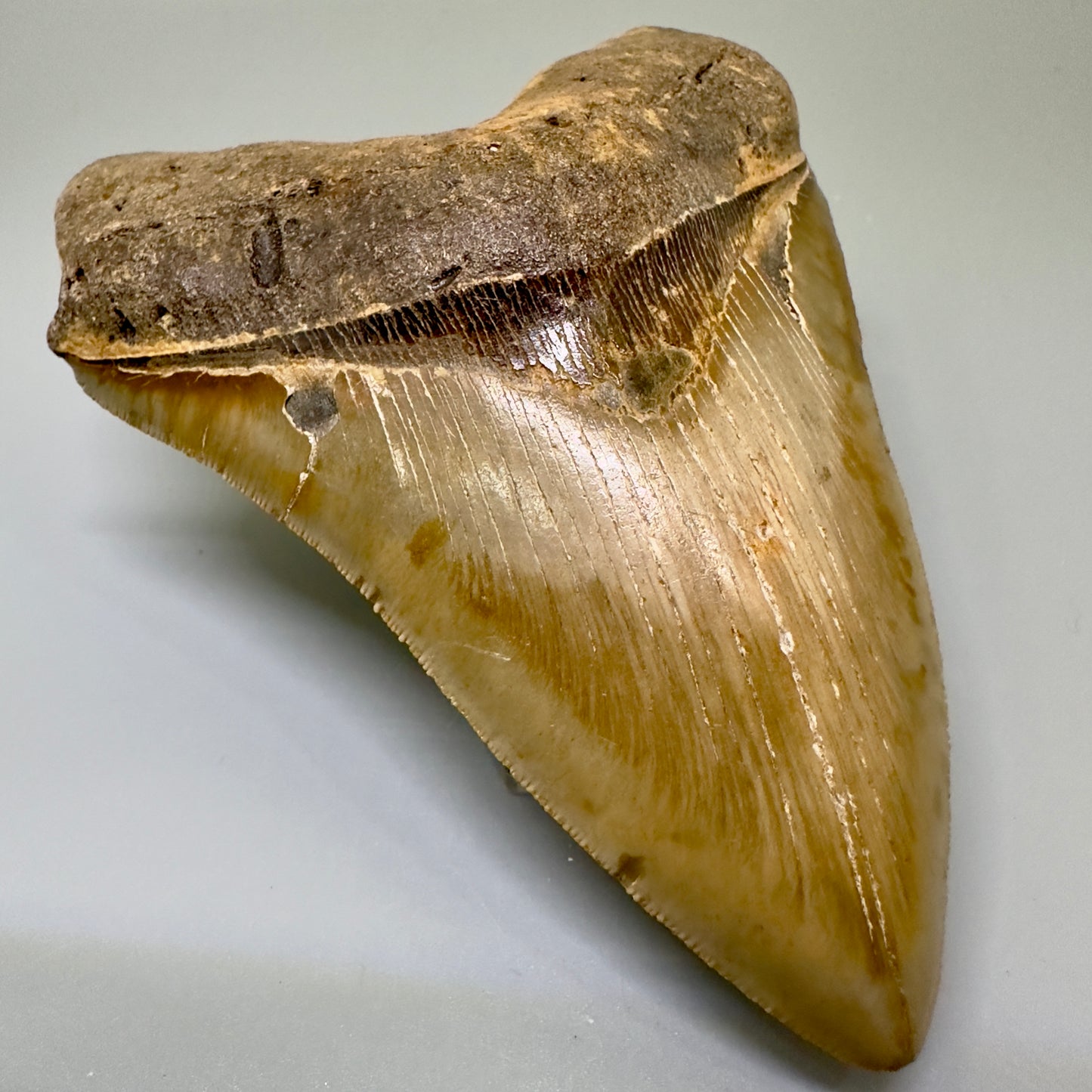 Colorful Large 5.59" Fossil Megalodon Tooth - North Carolina CM4986 - Front Left