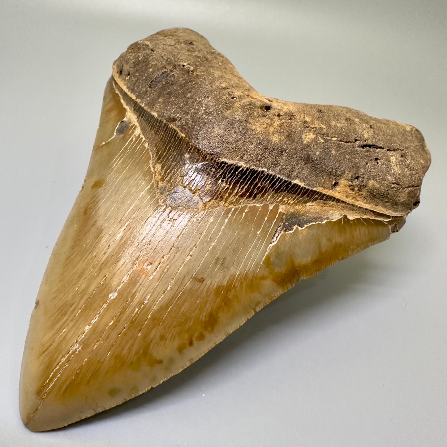 Colorful Large 5.59" Fossil Megalodon Tooth - North Carolina CM4986 - Front Right