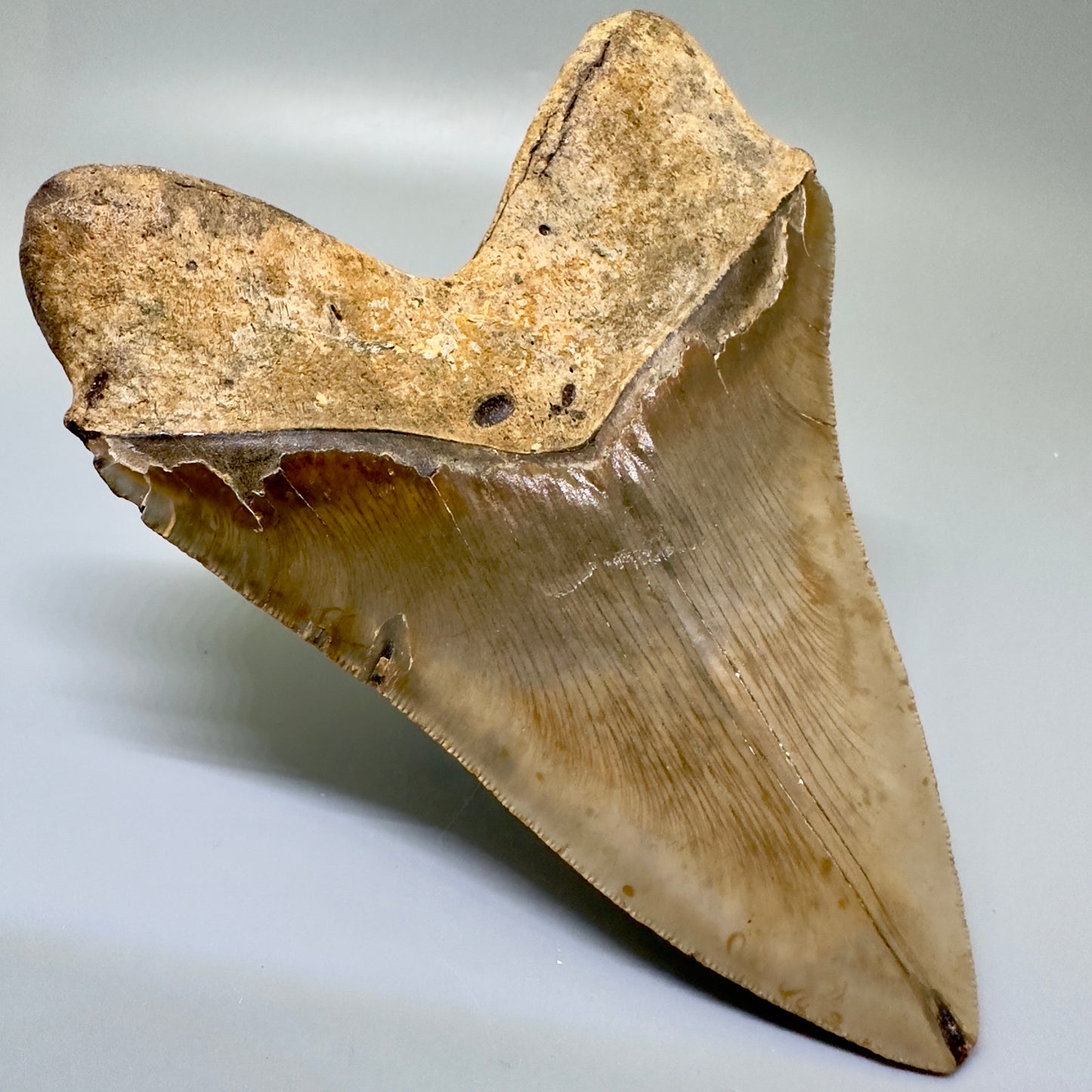 Colorful Large 5.59" Fossil Megalodon Tooth - North Carolina CM4986 - Back Left