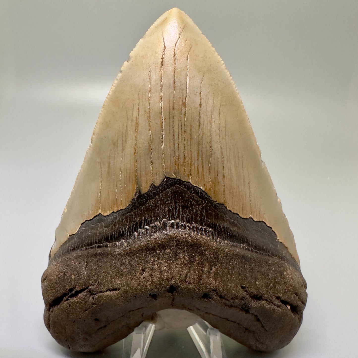 Heart shaped 4.98" Fossil Megalodon Tooth - North Carolina CM4985 - Front