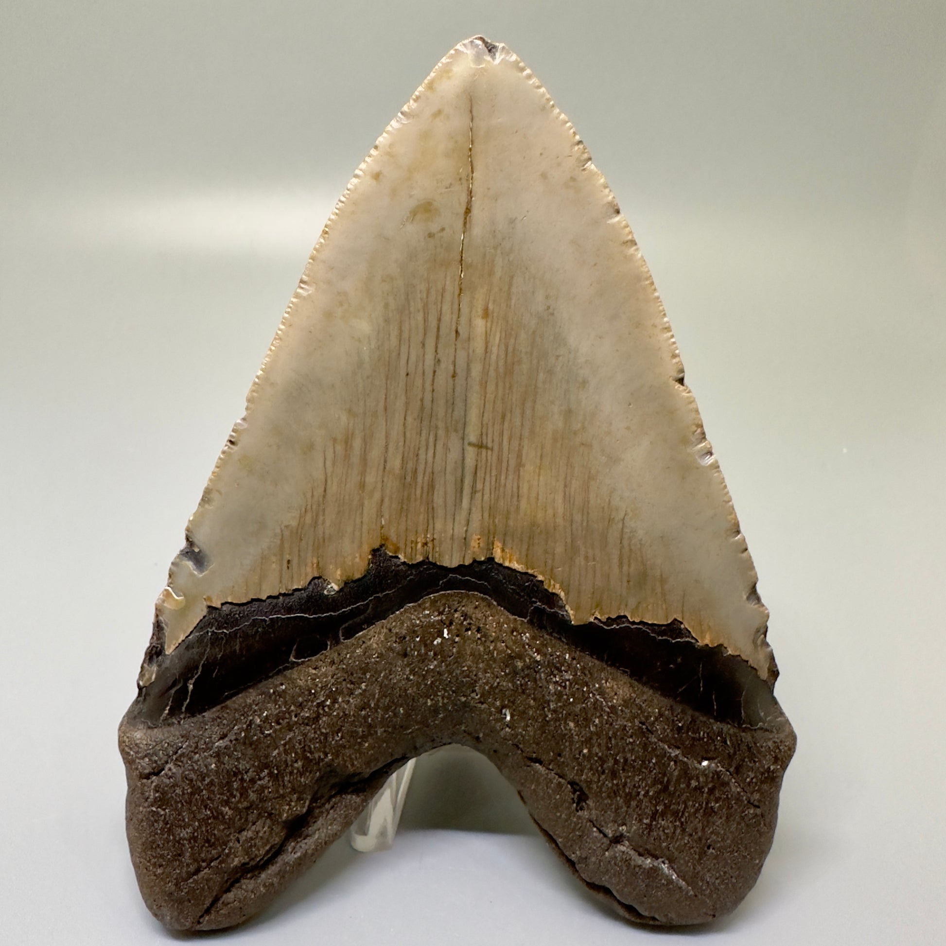 Heart shaped 4.98" Fossil Megalodon Tooth - North Carolina CM4985 - Back