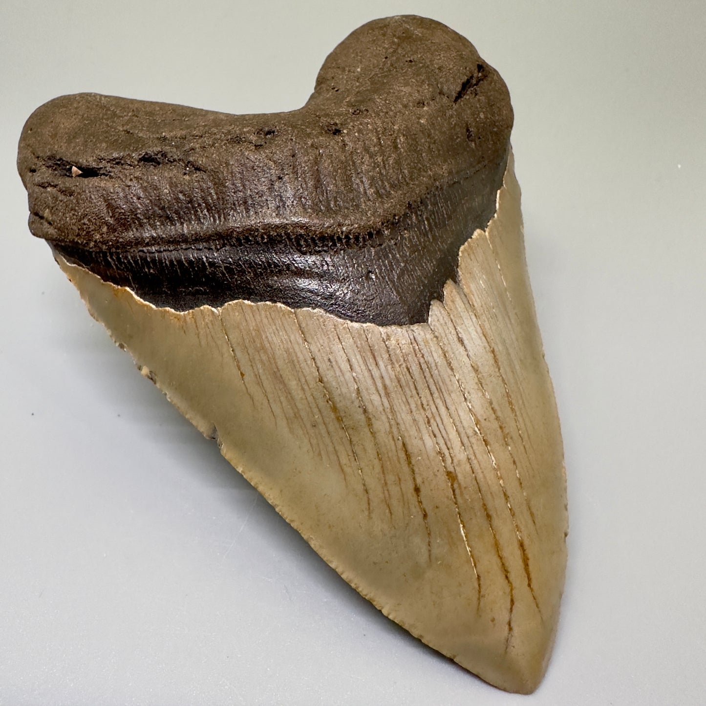 Heart shaped 4.98" Fossil Megalodon Tooth - North Carolina CM4985 - Front Left