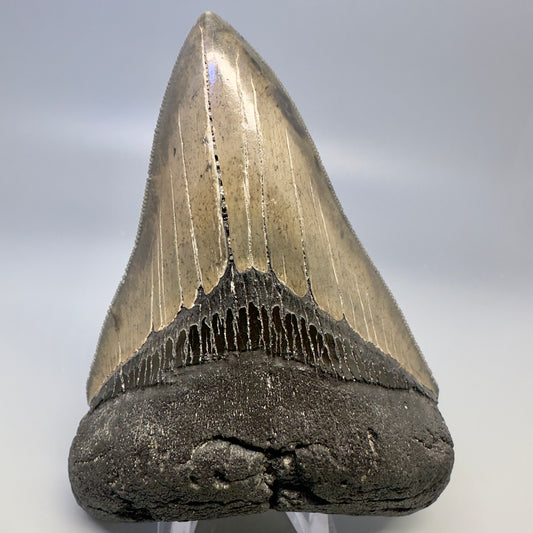 Blue and cream, sharply serrated 4.24" Fossil Megalodon Tooth - South Carolina CM4987 - Front