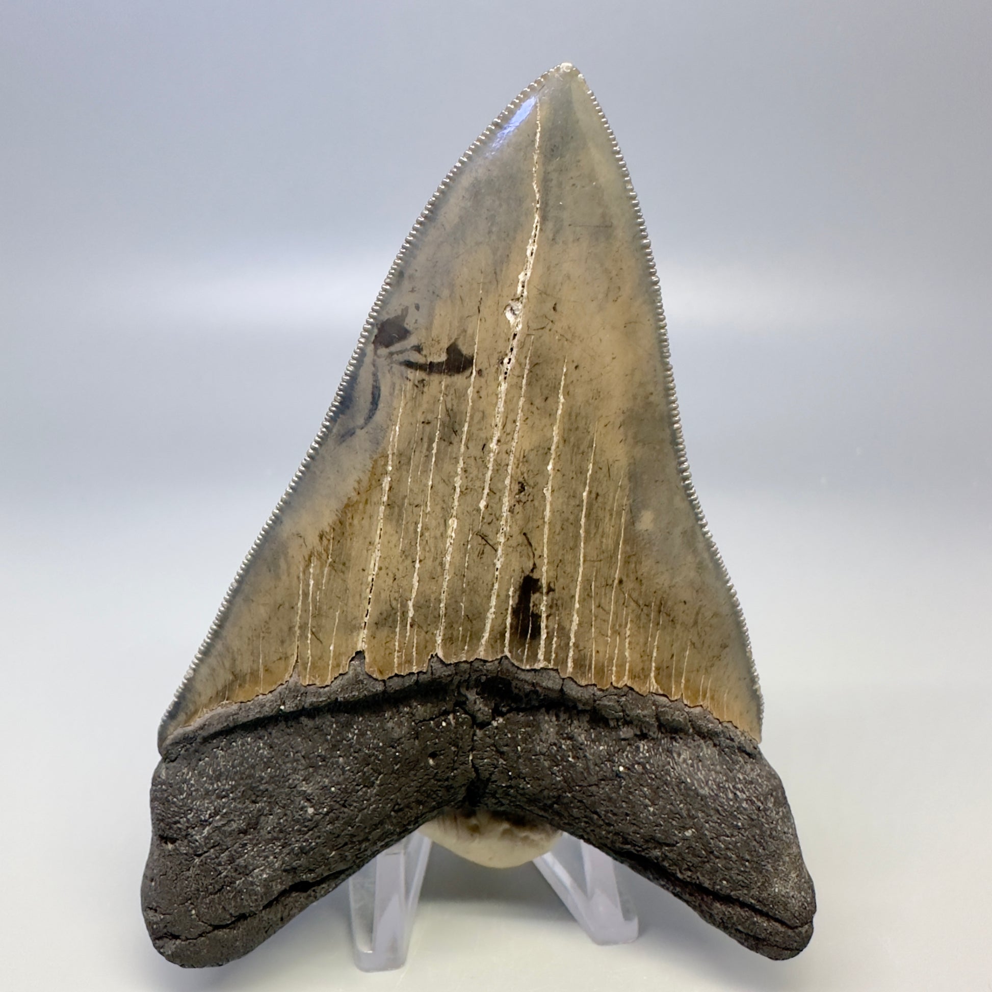 Blue and cream, sharply serrated 4.24" Fossil Megalodon Tooth - South Carolina CM4987 - Back 