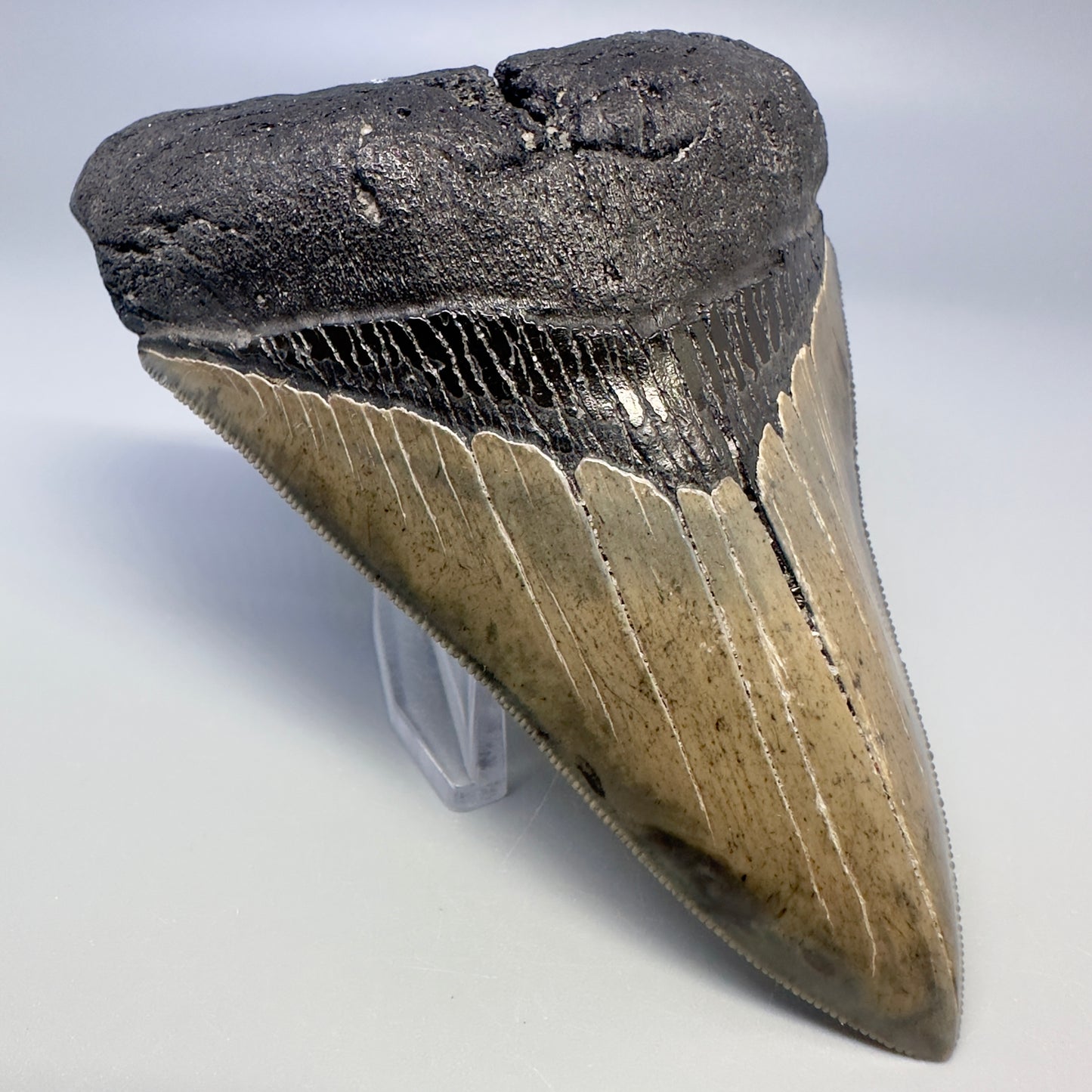 Blue and cream, sharply serrated 4.24" Fossil Megalodon Tooth - South Carolina CM4987 - Front Left