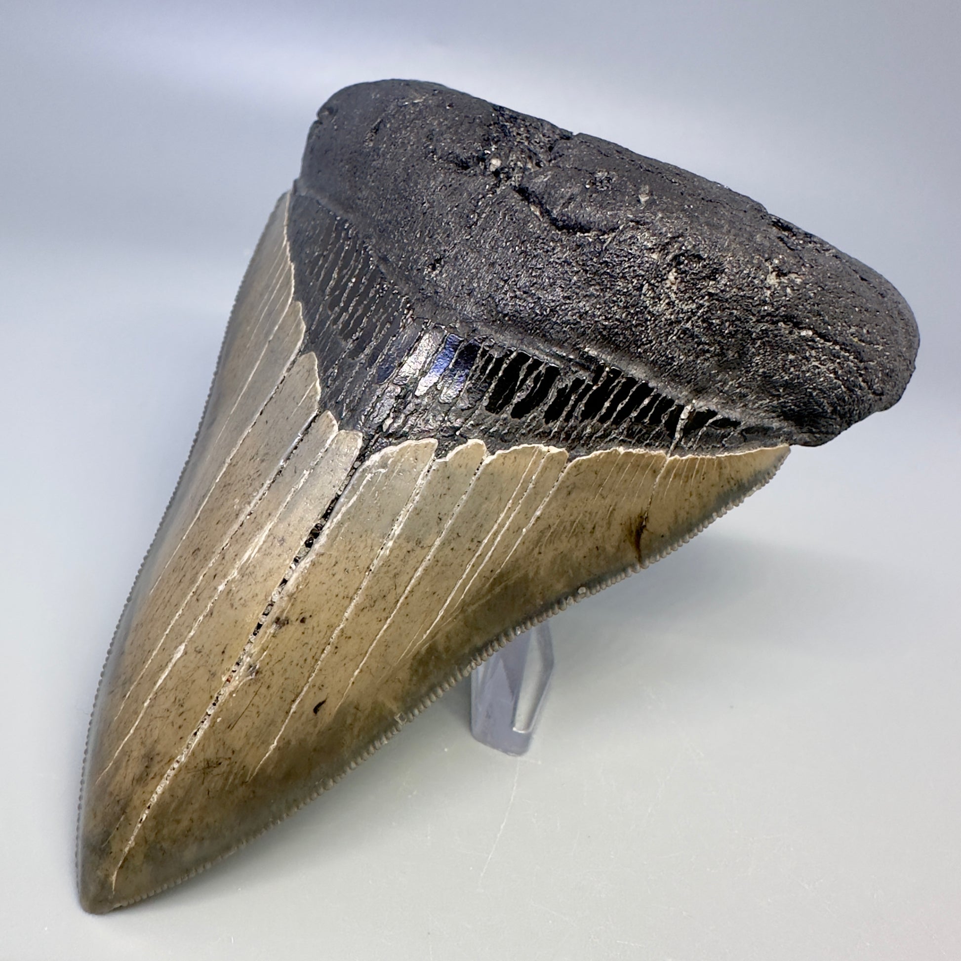 Blue and cream, sharply serrated 4.24" Fossil Megalodon Tooth - South Carolina CM4987 - Front Right