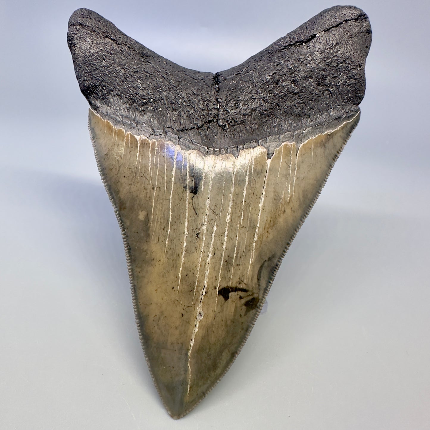 Blue and cream, sharply serrated 4.24" Fossil Megalodon Tooth - South Carolina CM4987 - Back