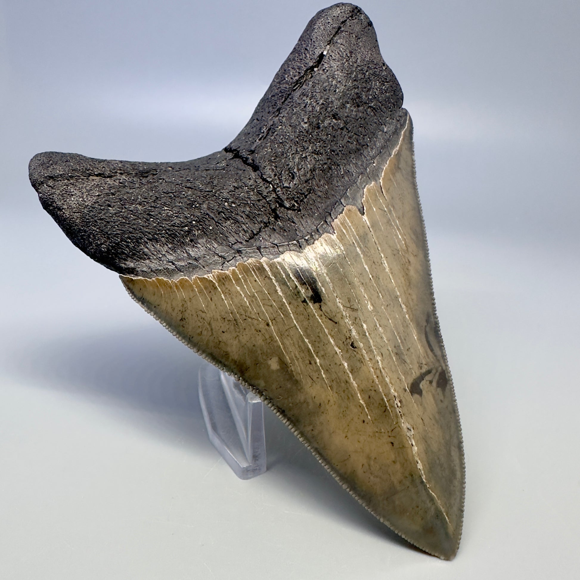 Blue and cream, sharply serrated 4.24" Fossil Megalodon Tooth - South Carolina CM4987 - Back Left