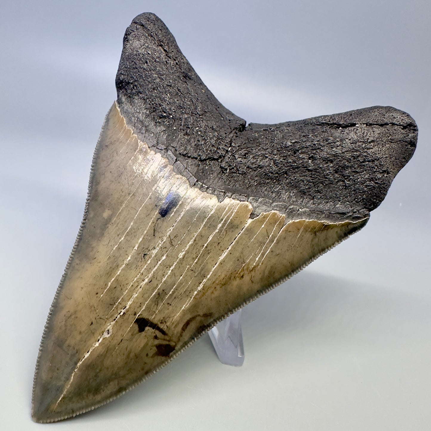 Blue and cream, sharply serrated 4.24" Fossil Megalodon Tooth - South Carolina CM4987 - Back Right