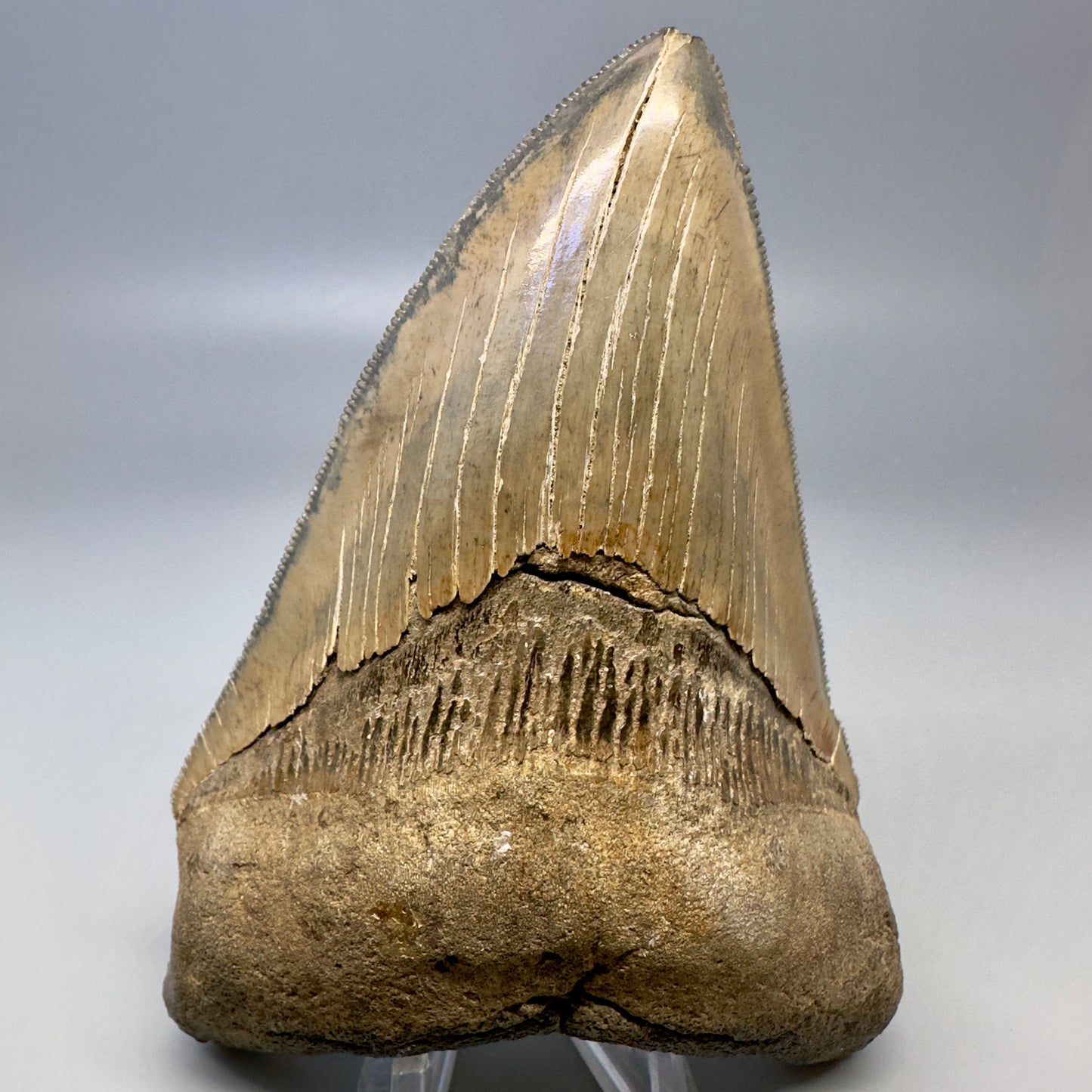 Blue and cream, sharply serrated 4.78" Fossil Megalodon Tooth - South Carolina CM4988 - Front 