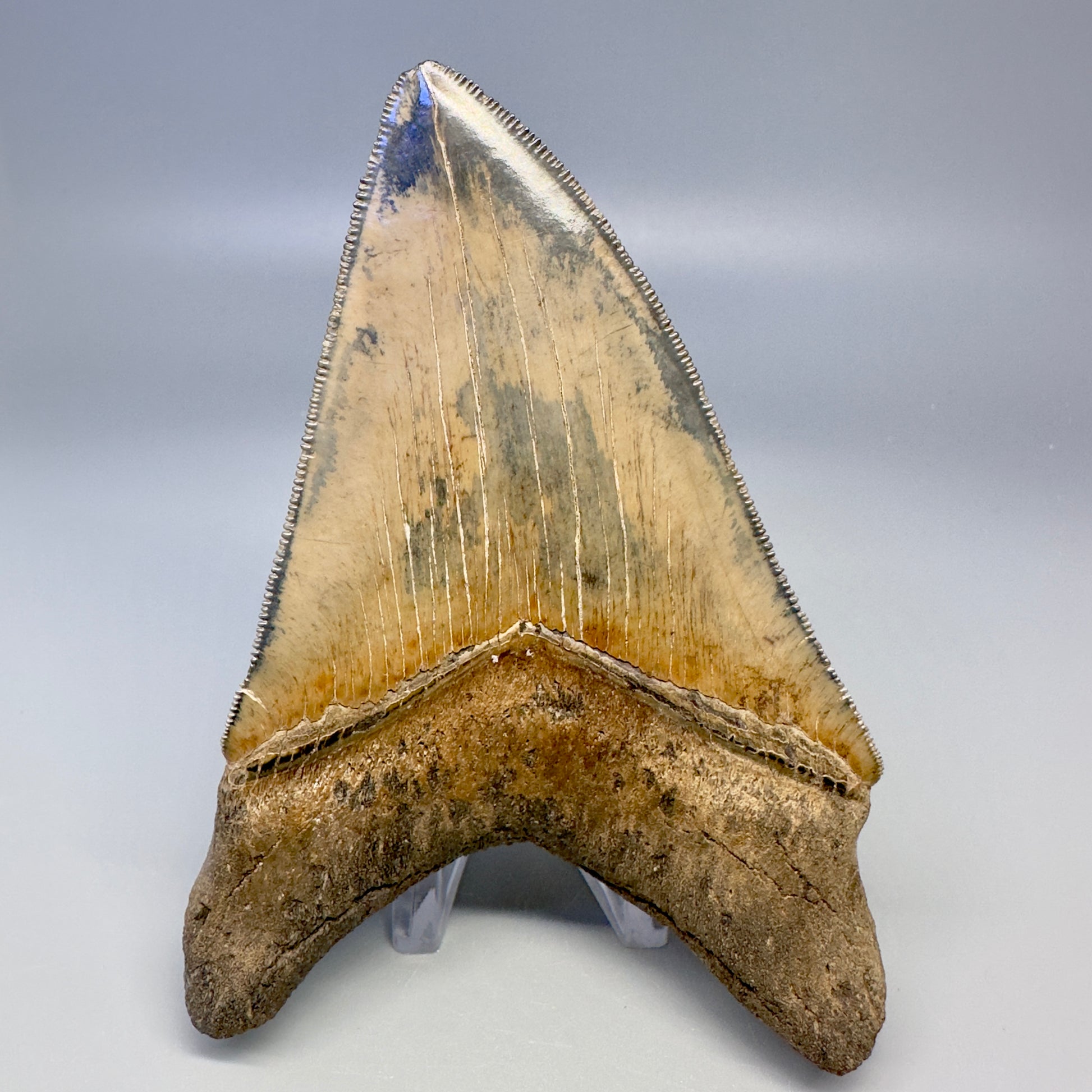 Blue and cream, sharply serrated 4.78" Fossil Megalodon Tooth - South Carolina CM4988 - Back