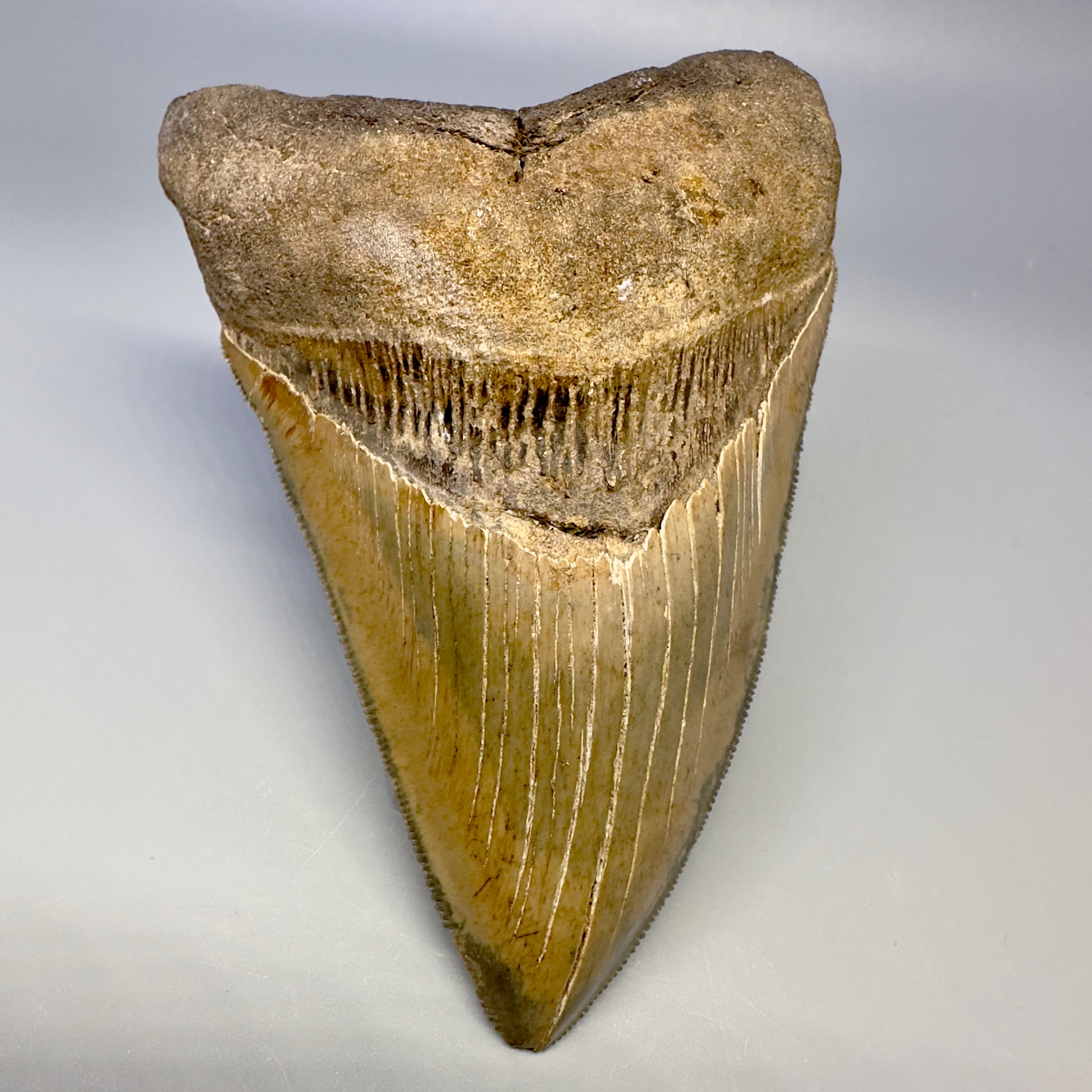 Blue and cream, sharply serrated 4.78" Fossil Megalodon Tooth - South Carolina CM4988 - Front 1