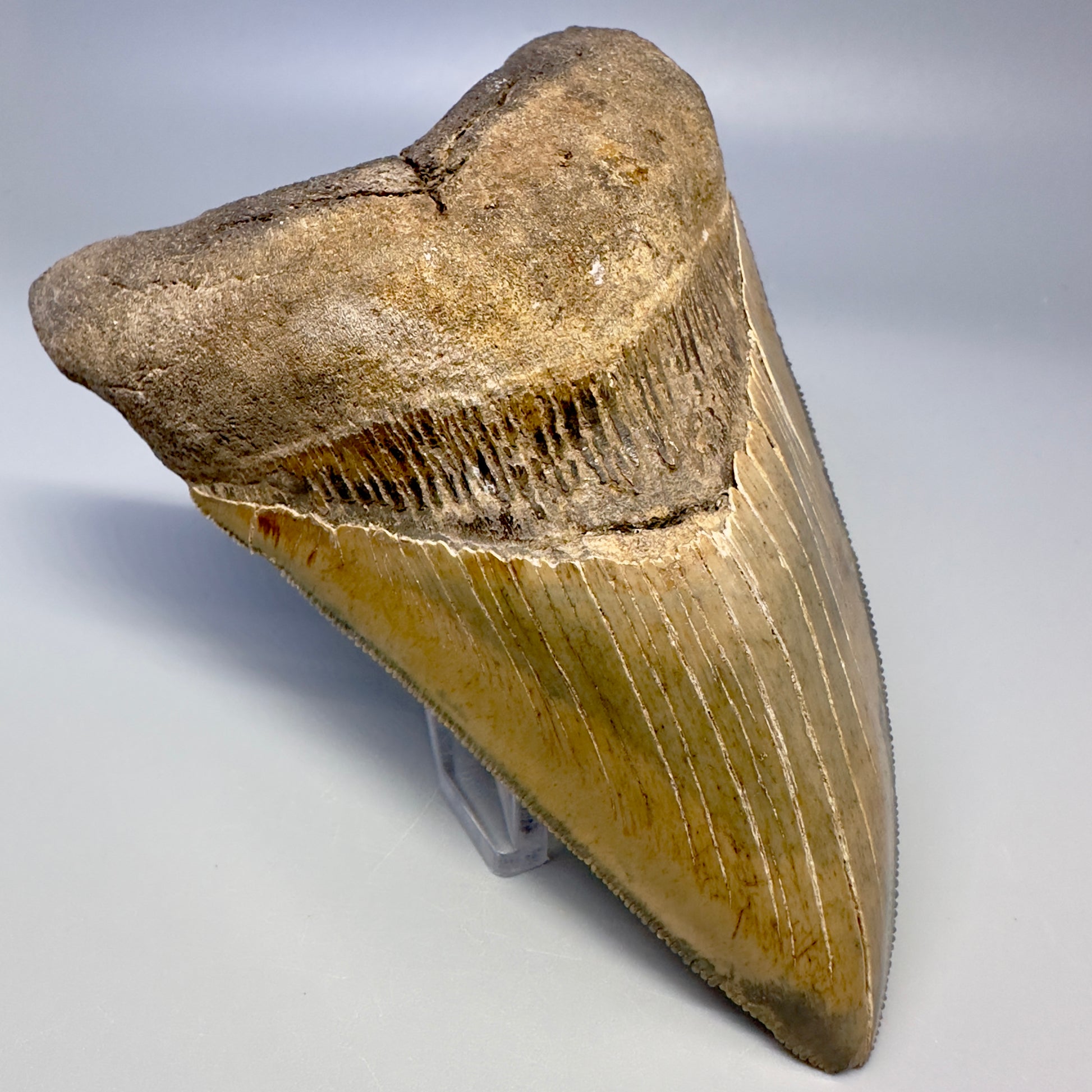 Blue and cream, sharply serrated 4.78" Fossil Megalodon Tooth - South Carolina CM4988 - Front Left