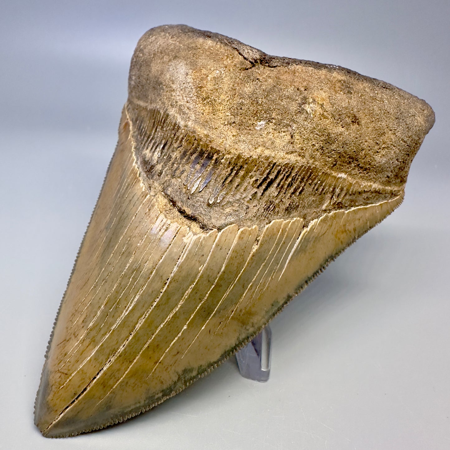 Blue and cream, sharply serrated 4.78" Fossil Megalodon Tooth - South Carolina CM4988 - Front Right