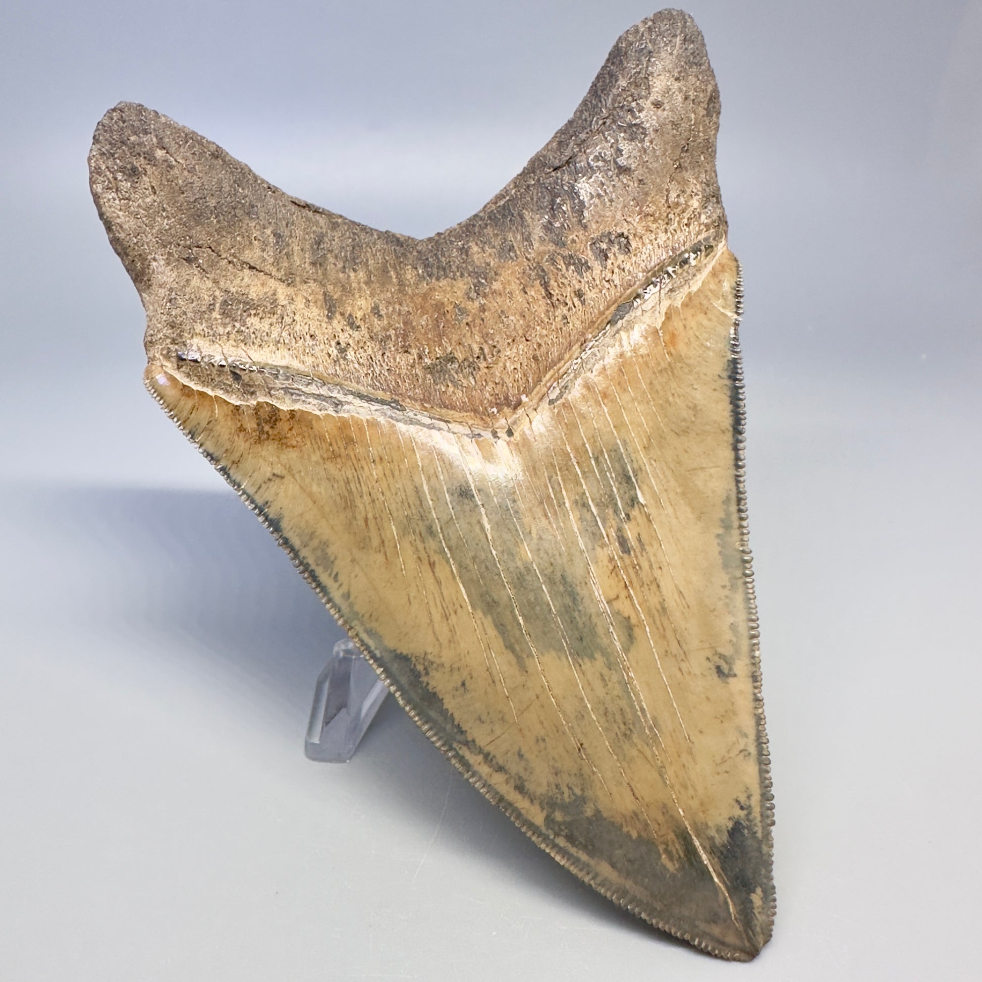 Blue and cream, sharply serrated 4.78" Fossil Megalodon Tooth - South Carolina CM4988 - Back Left