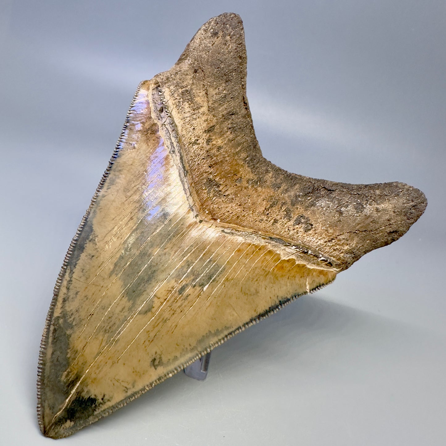 Blue and cream, sharply serrated 4.78" Fossil Megalodon Tooth - South Carolina CM4988 - Back Right 