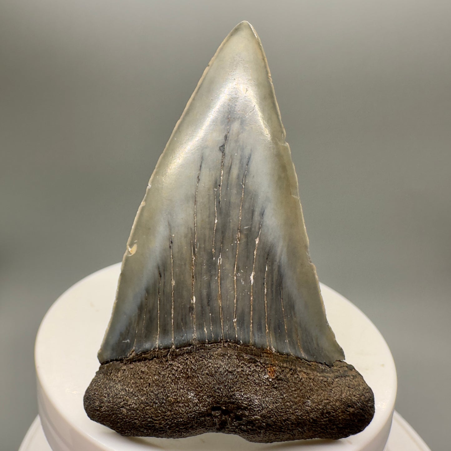 Beautiful 2.59" Fossil Extinct Mako - Isurus hastalis Shark Tooth from South Carolina M553 - Front