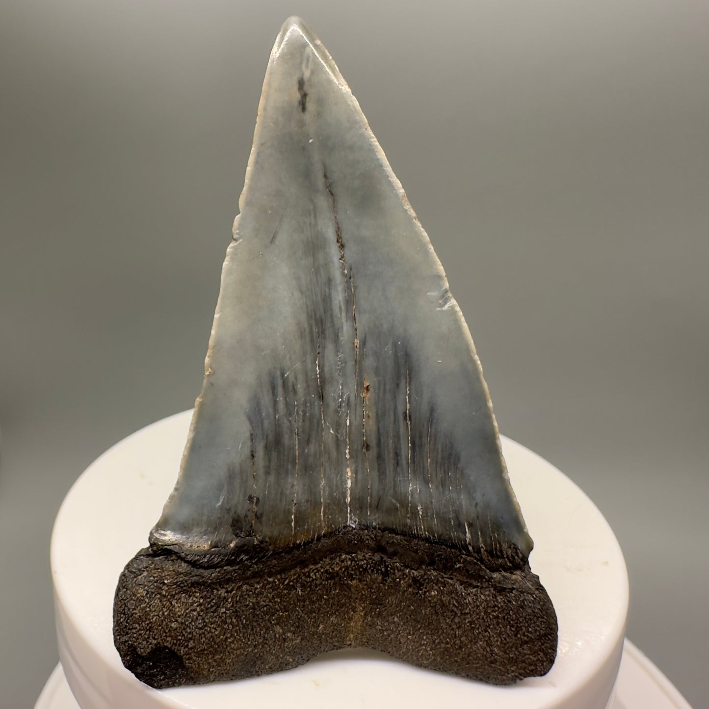 Beautiful 2.59" Fossil Extinct Mako - Isurus hastalis Shark Tooth from South Carolina M553 - Back