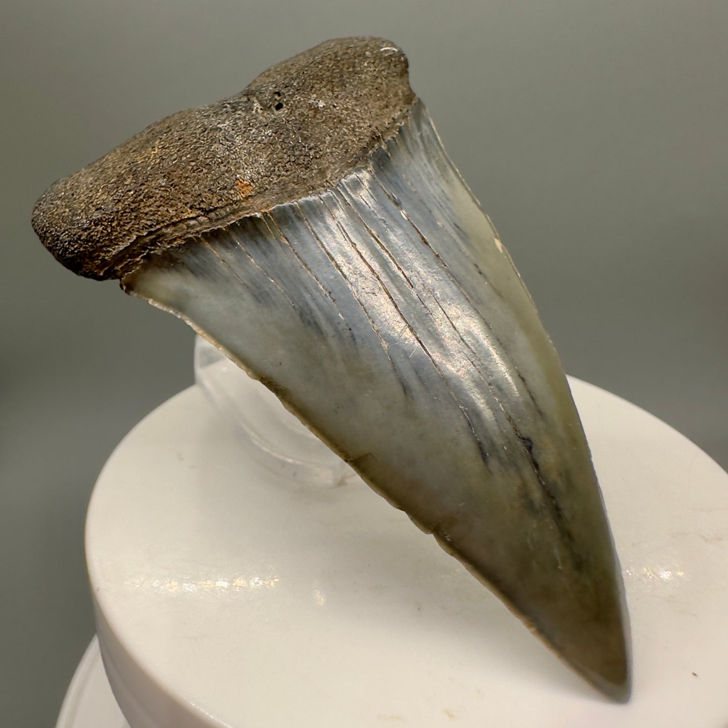 Beautiful 2.59" Fossil Extinct Mako - Isurus hastalis Shark Tooth from South Carolina M553 - Front Left