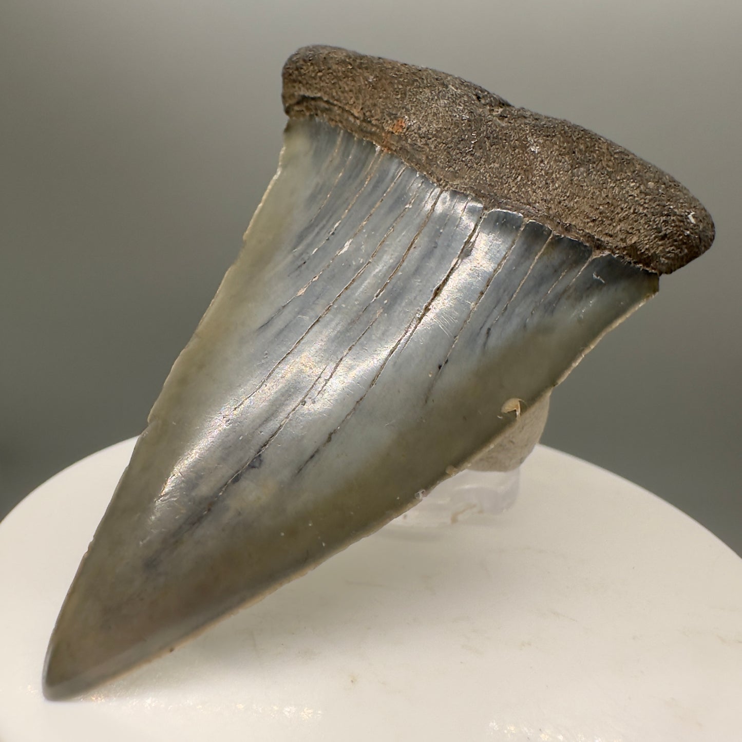 Beautiful 2.59" Fossil Extinct Mako - Isurus hastalis Shark Tooth from South Carolina M553 - Front Right