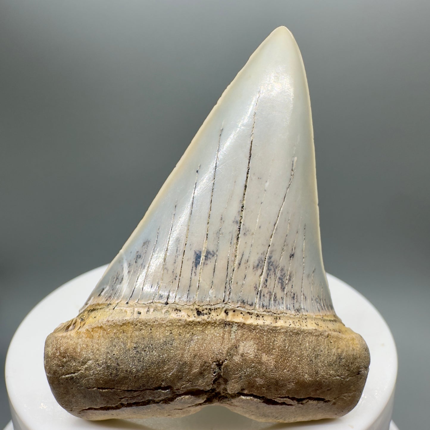 Colorful 2.40" Fossil Extinct Mako - Isurus hastalis Shark Tooth from Bakersfield, CA M545 - Front