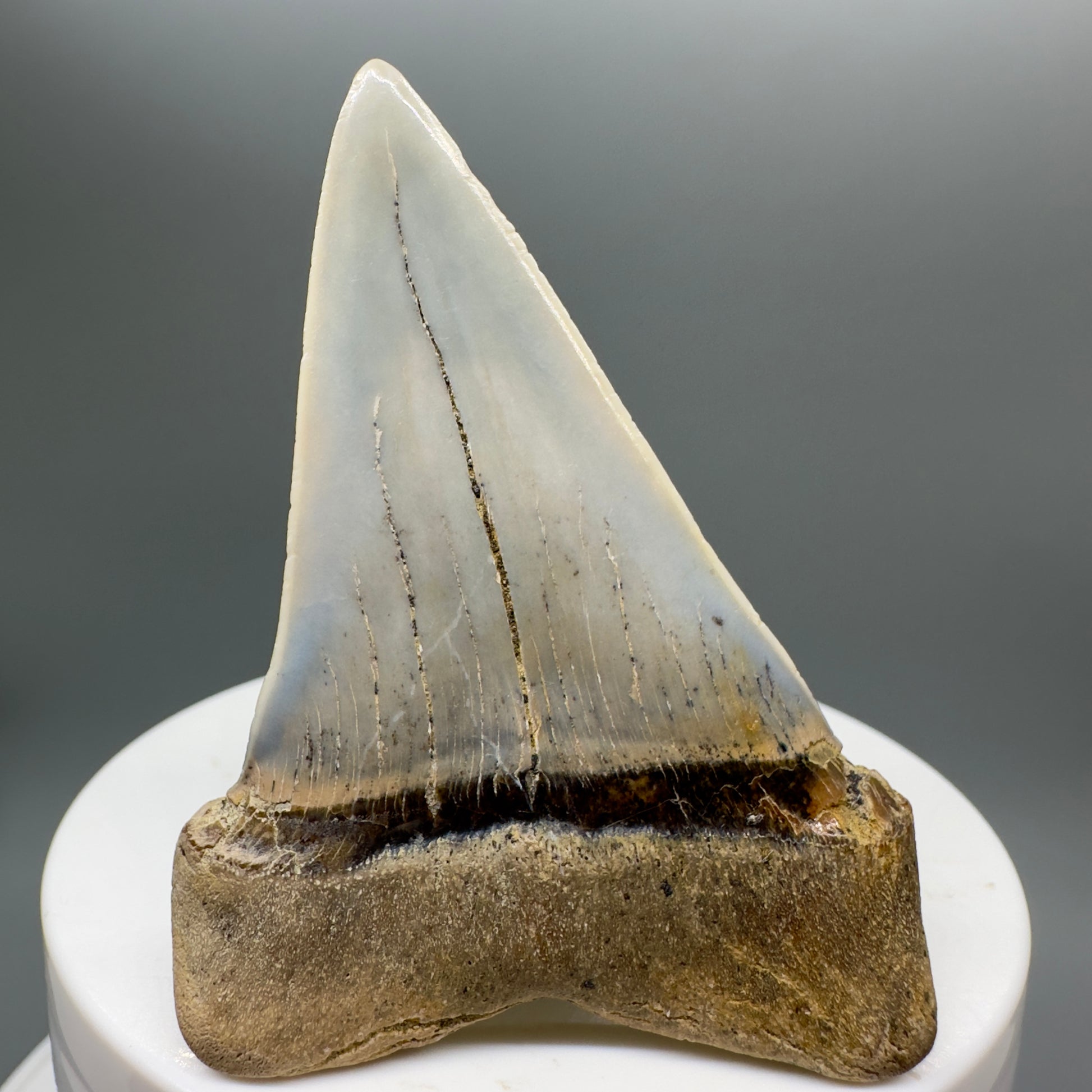 Colorful 2.40" Fossil Extinct Mako - Isurus hastalis Shark Tooth from Bakersfield, CA M545 - Back