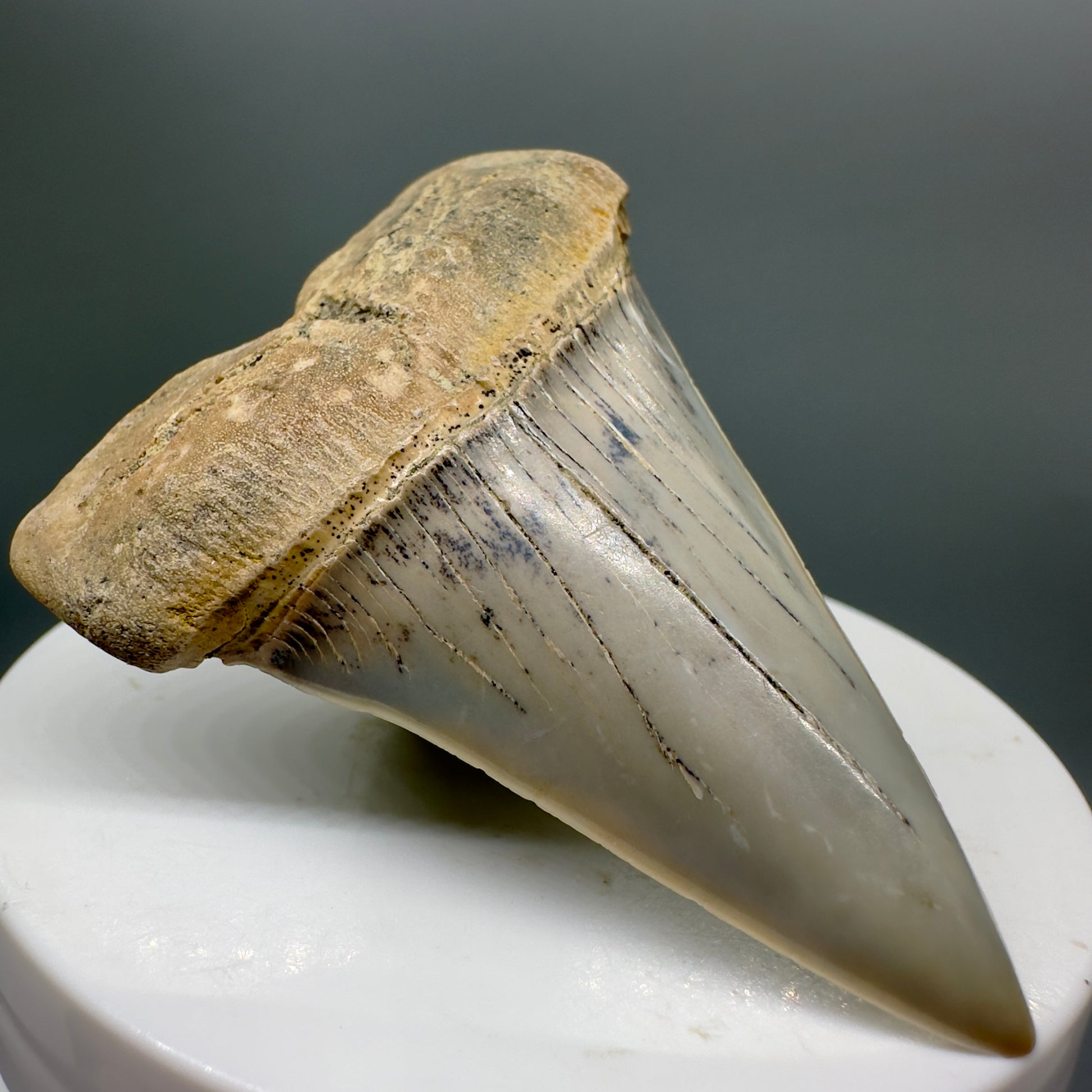 Colorful 2.40" Fossil Extinct Mako - Isurus hastalis Shark Tooth from Bakersfield, CA M545 - Front Left