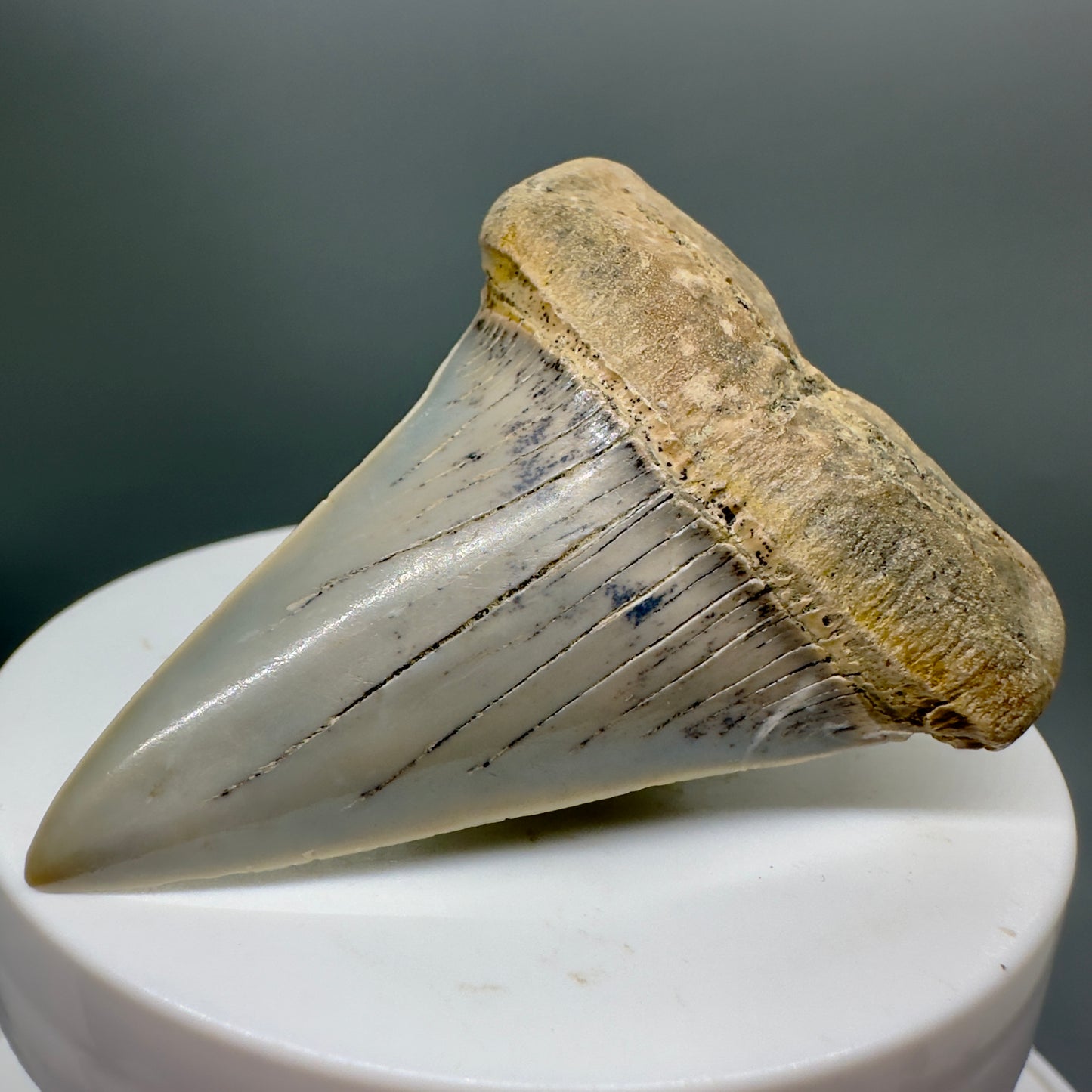 Colorful 2.40" Fossil Extinct Mako - Isurus hastalis Shark Tooth from Bakersfield, CA M545 - Front Right