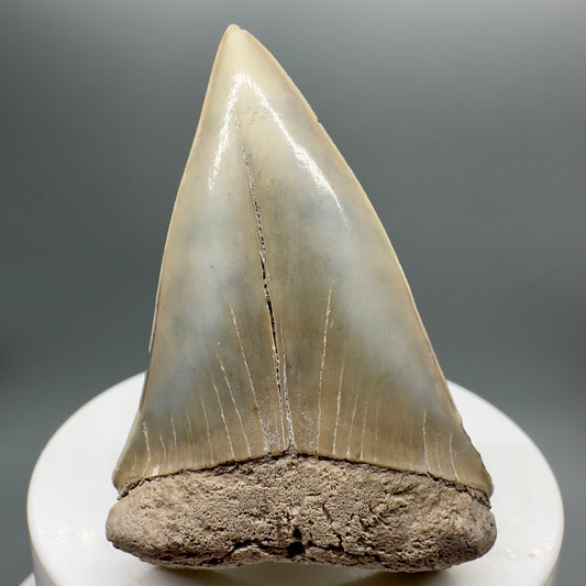 Light colors 2.30" Fossil Extinct Mako - Isurus hastalis Shark Tooth from Aurora M550 - Front