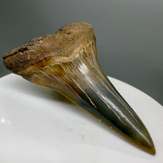 Very colorful 2.35" Lower Fossil Extinct Mako - Isurus hastalis Shark Tooth from South Carolina M551 - Front Left