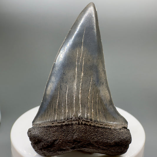 Colorful 2.43" Fossil Extinct Mako - Isurus hastalis Shark Tooth from South Carolina M552 - Front