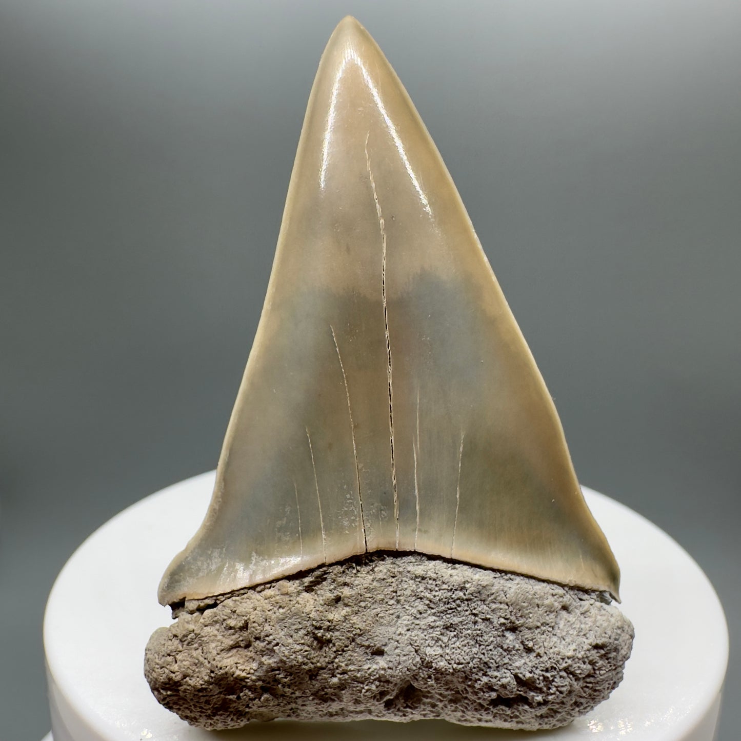 Light colors 2.21" Fossil Extinct Mako - Isurus hastalis Shark Tooth from Aurora M549 - Front