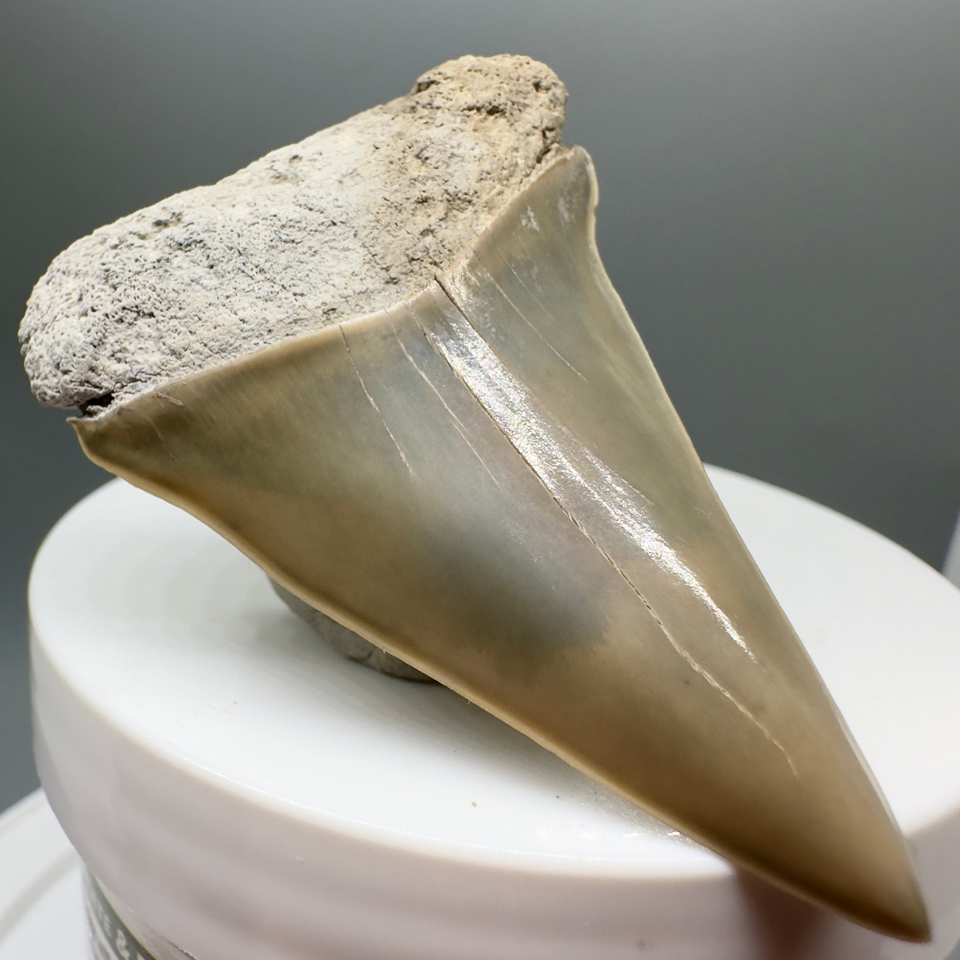 Light colors 2.21" Fossil Extinct Mako - Isurus hastalis Shark Tooth from Aurora M549 - Front Left