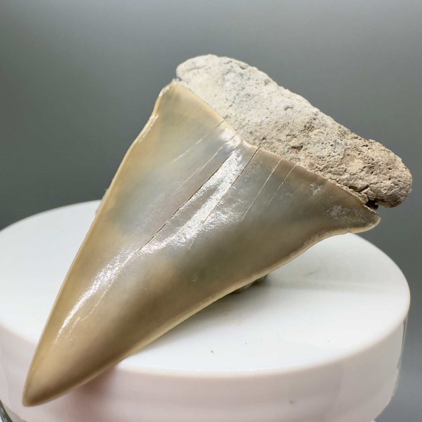 Light colors 2.21" Fossil Extinct Mako - Isurus hastalis Shark Tooth from Aurora M549 - Front Right