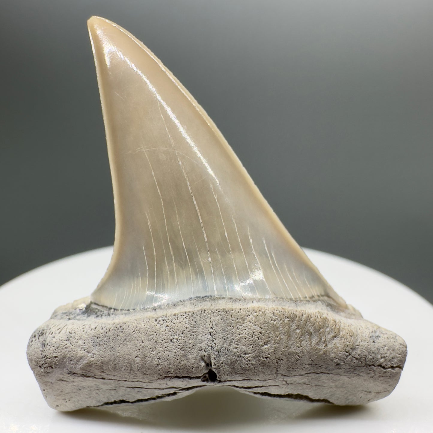 Light colors 1.83" Fossil Extinct Mako - Isurus hastalis Shark Tooth from Aurora - Pungo River M546 - Front