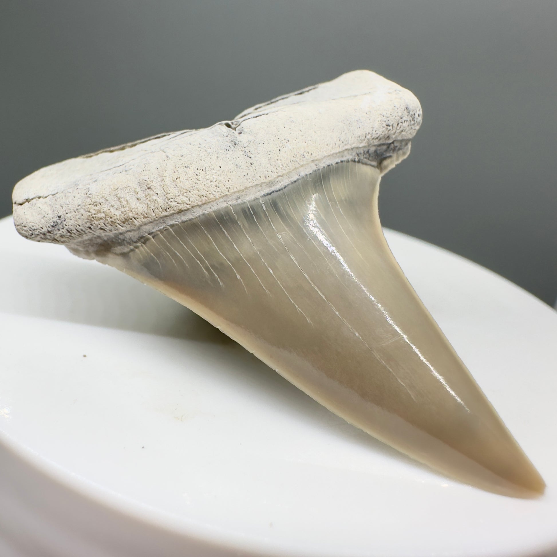 Light colors 1.83" Fossil Extinct Mako - Isurus hastalis Shark Tooth from Aurora - Pungo River M546 - Front Left