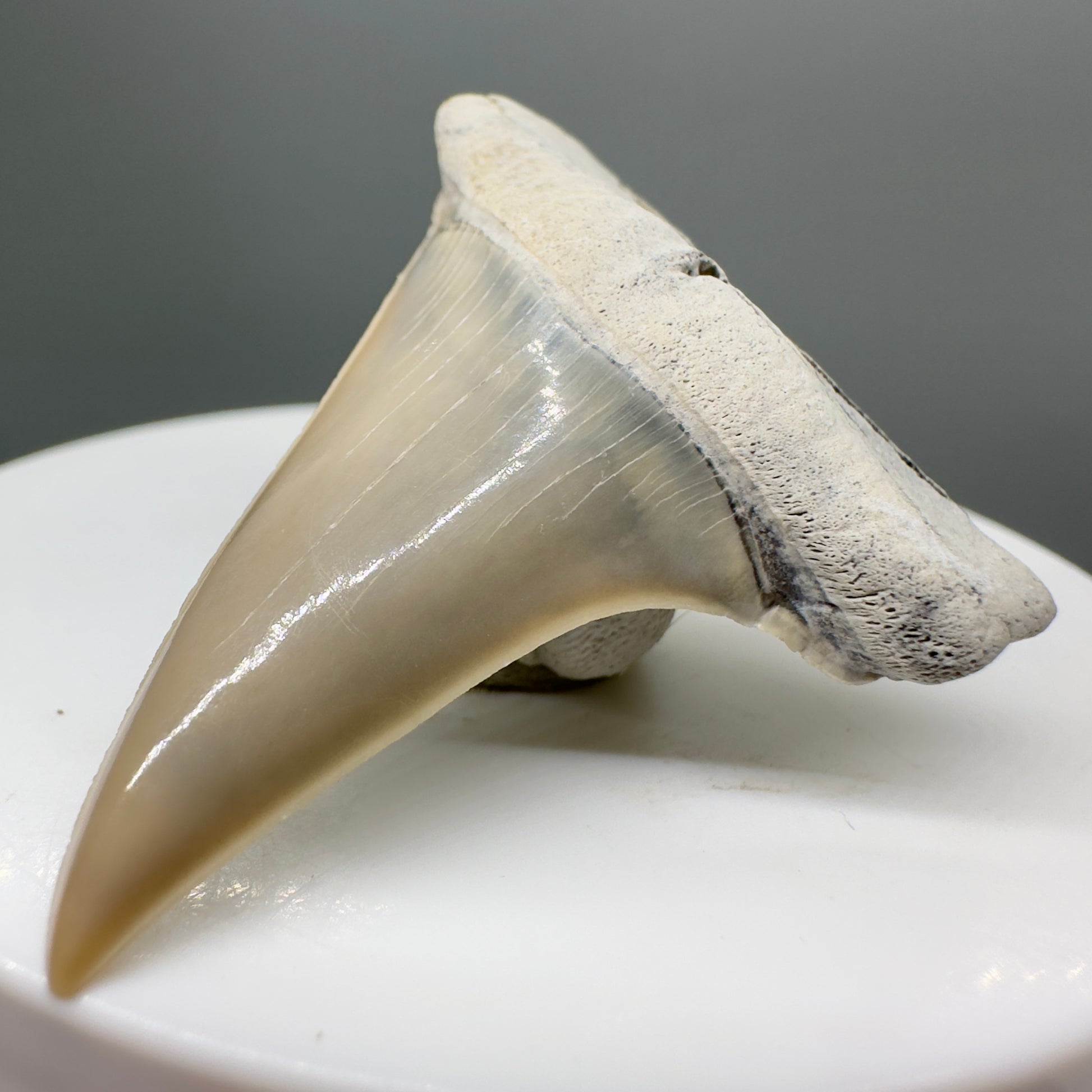 Light colors 1.83" Fossil Extinct Mako - Isurus hastalis Shark Tooth from Aurora - Pungo River M546 - Front Right