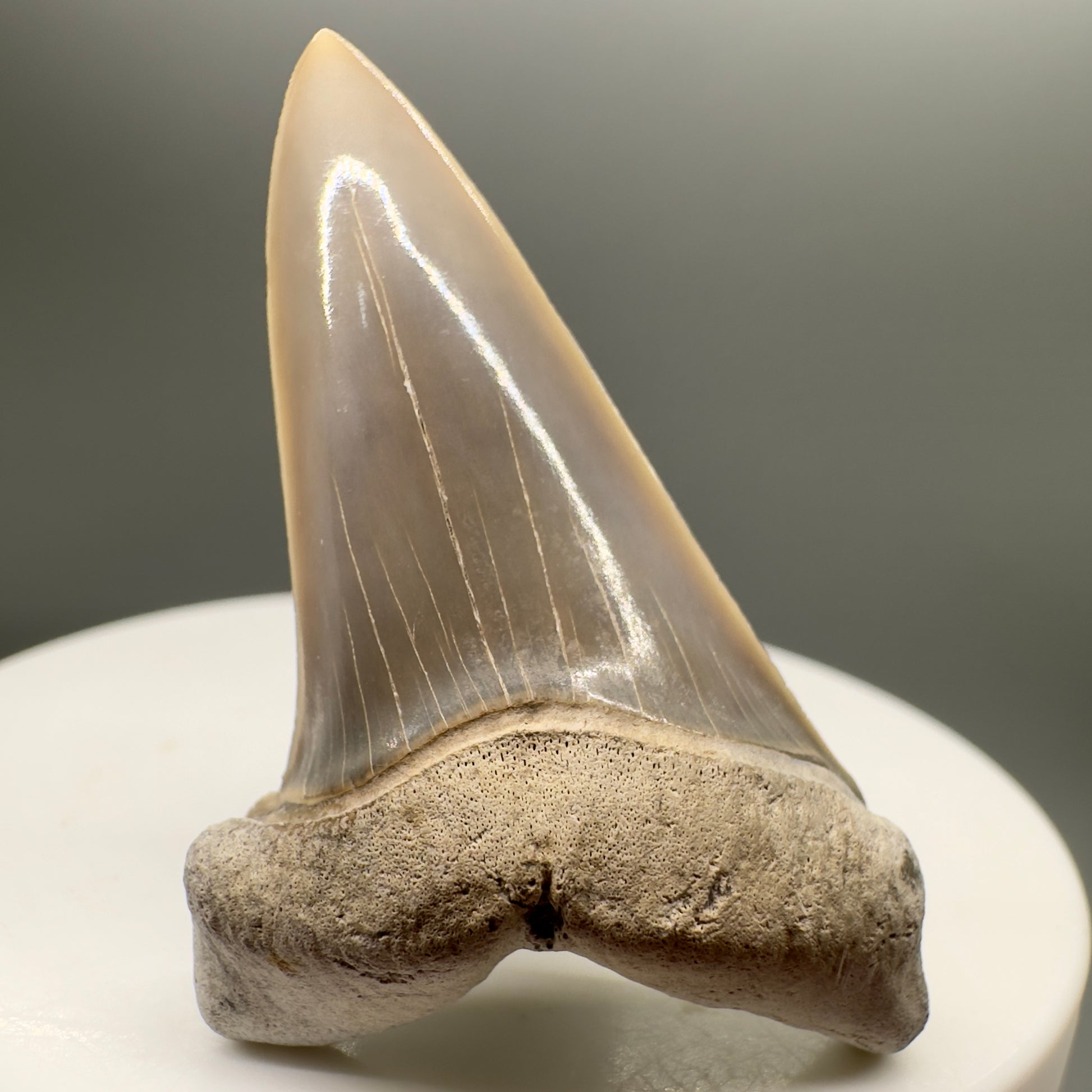 Light colors 1.89" Fossil Extinct Mako - Isurus hastalis Shark Tooth from Aurora - Pungo River M547 - Front