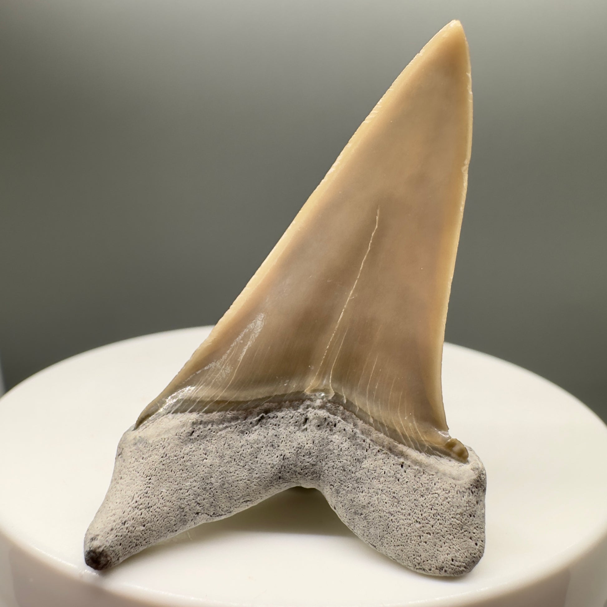 Light colors 1.89" Fossil Extinct Mako - Isurus hastalis Shark Tooth from Aurora - Pungo River M547 - Back