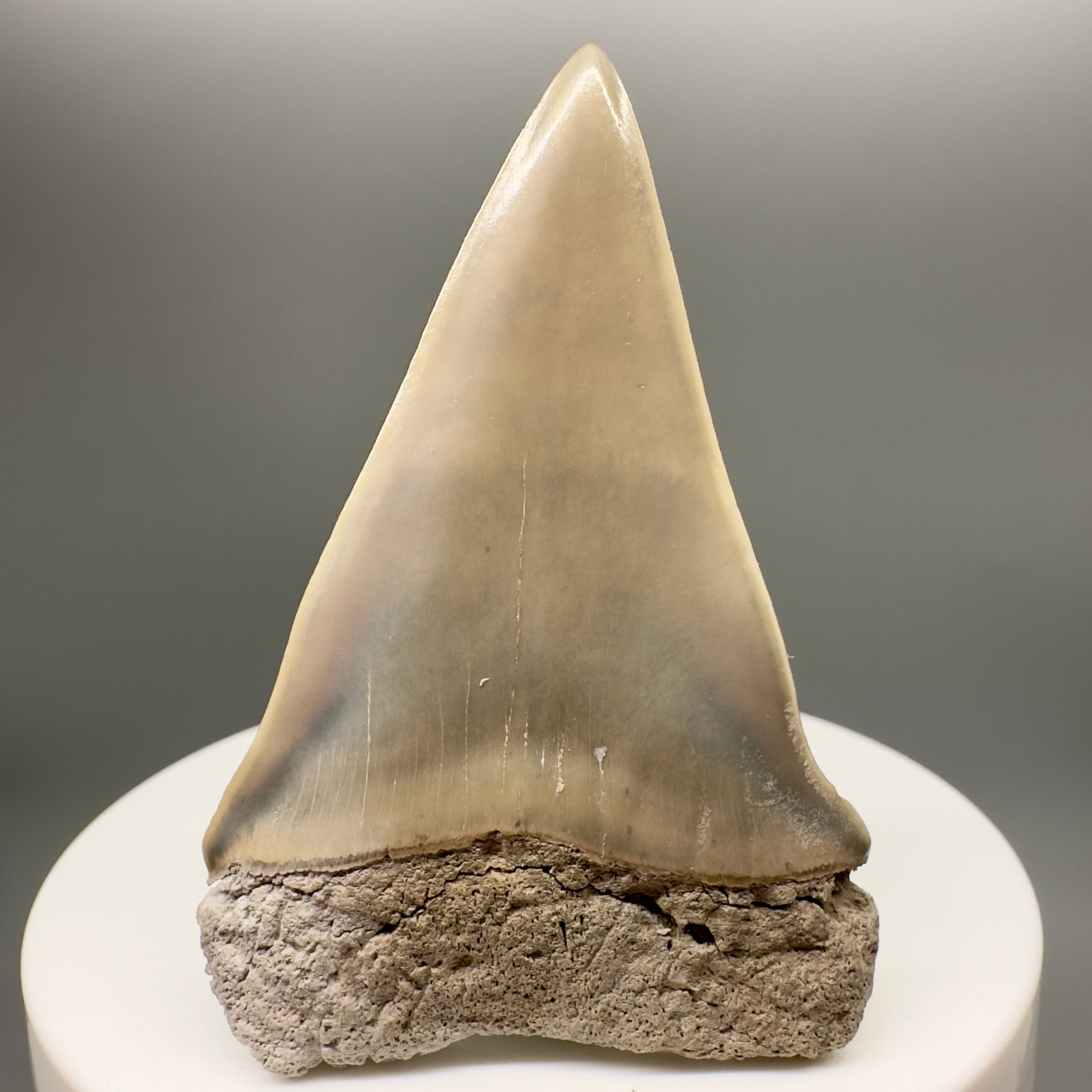 Light colors 2.21" Fossil Extinct Mako - Isurus hastalis Shark Tooth from Aurora M549 - Back