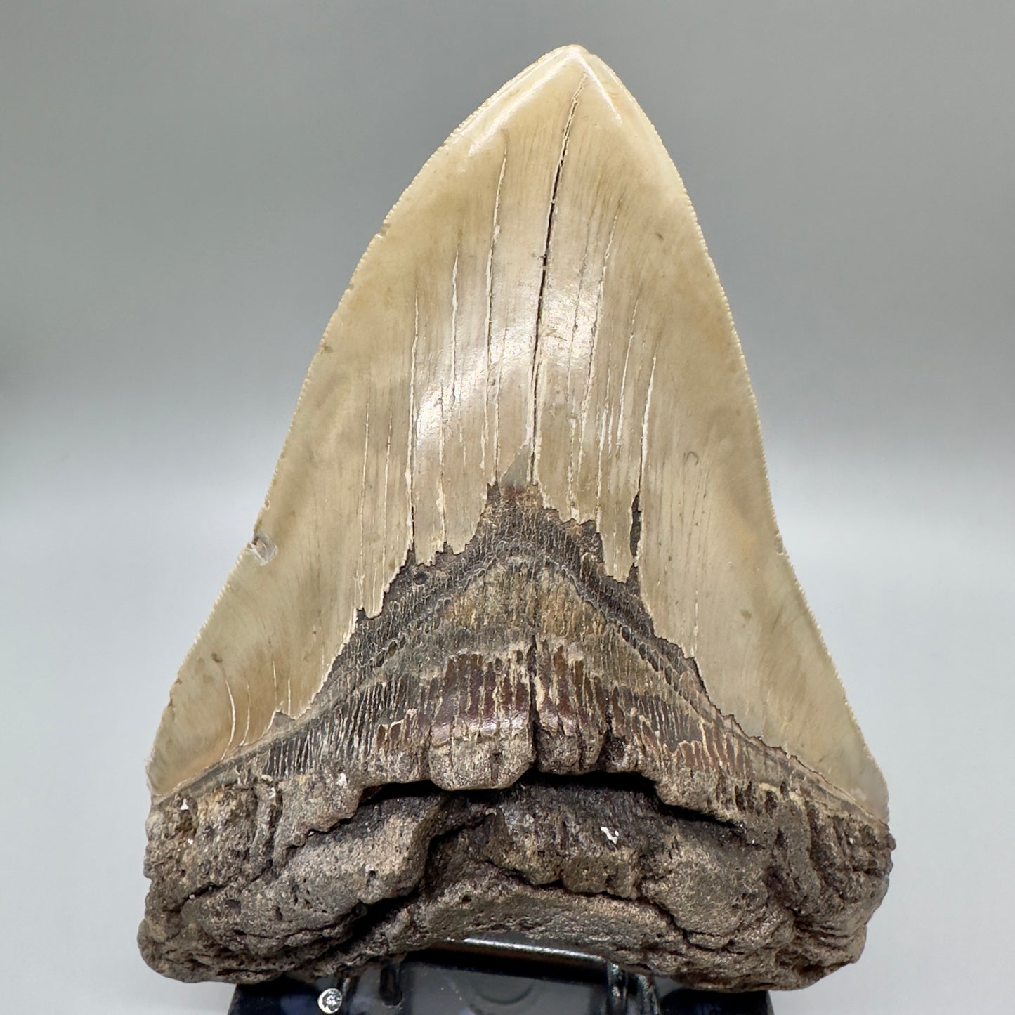 XL, close to max size, sharply serrated 6.49" Fossil Megalodon - Wilmington North Carolina CM4758 megalodonteeth.com - Front