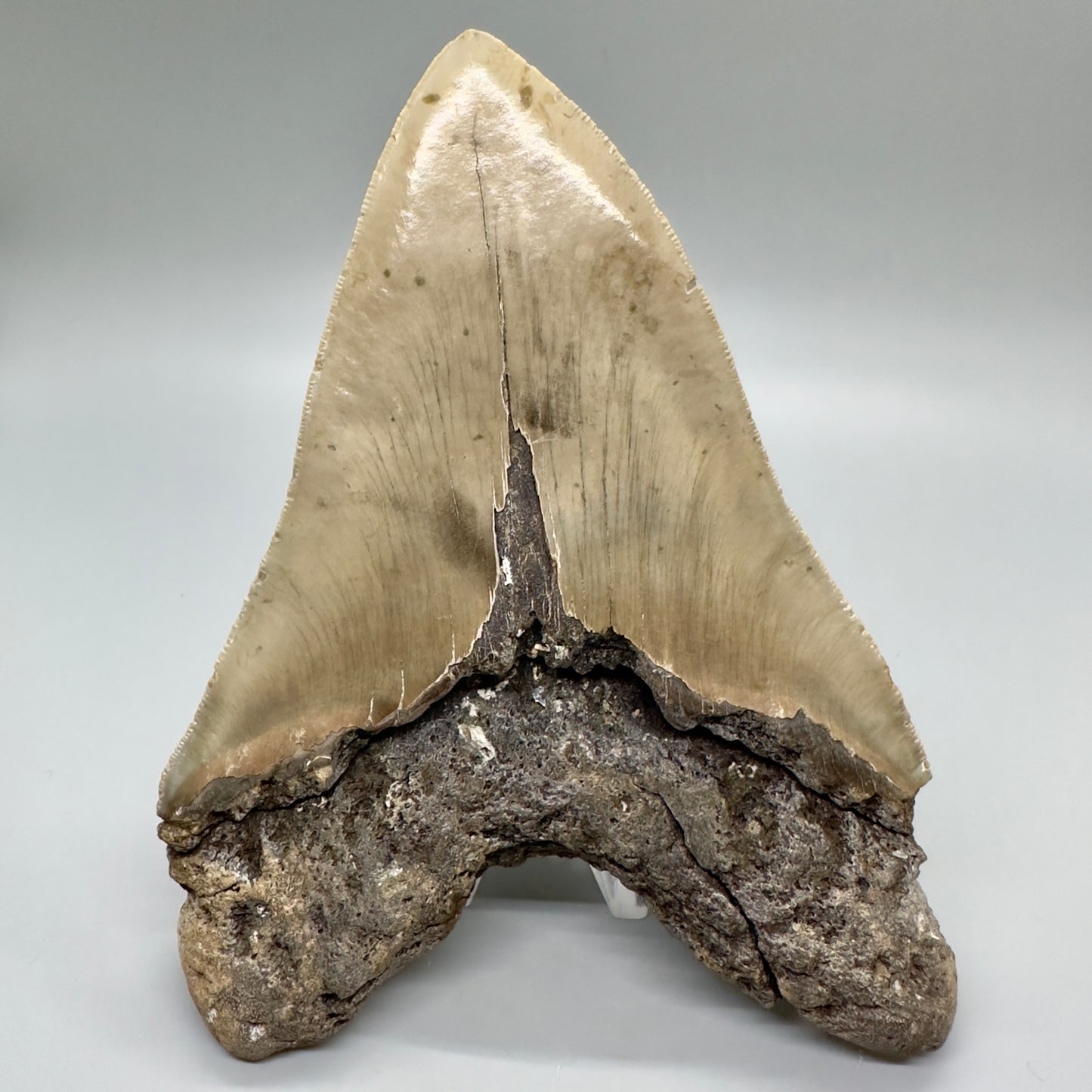 XL, close to max size, sharply serrated 6.49" Fossil Megalodon - Wilmington North Carolina CM4758 megalodonteeth.com - Back