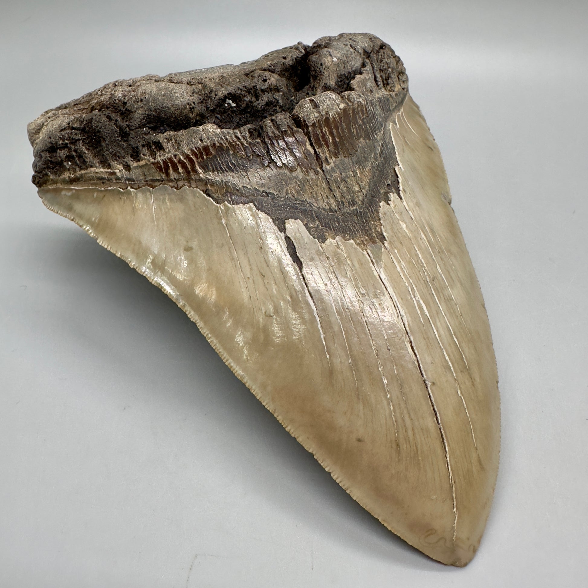 XL, close to max size, sharply serrated 6.49" Fossil Megalodon - Wilmington North Carolina CM4758 megalodonteeth.com - Front Left