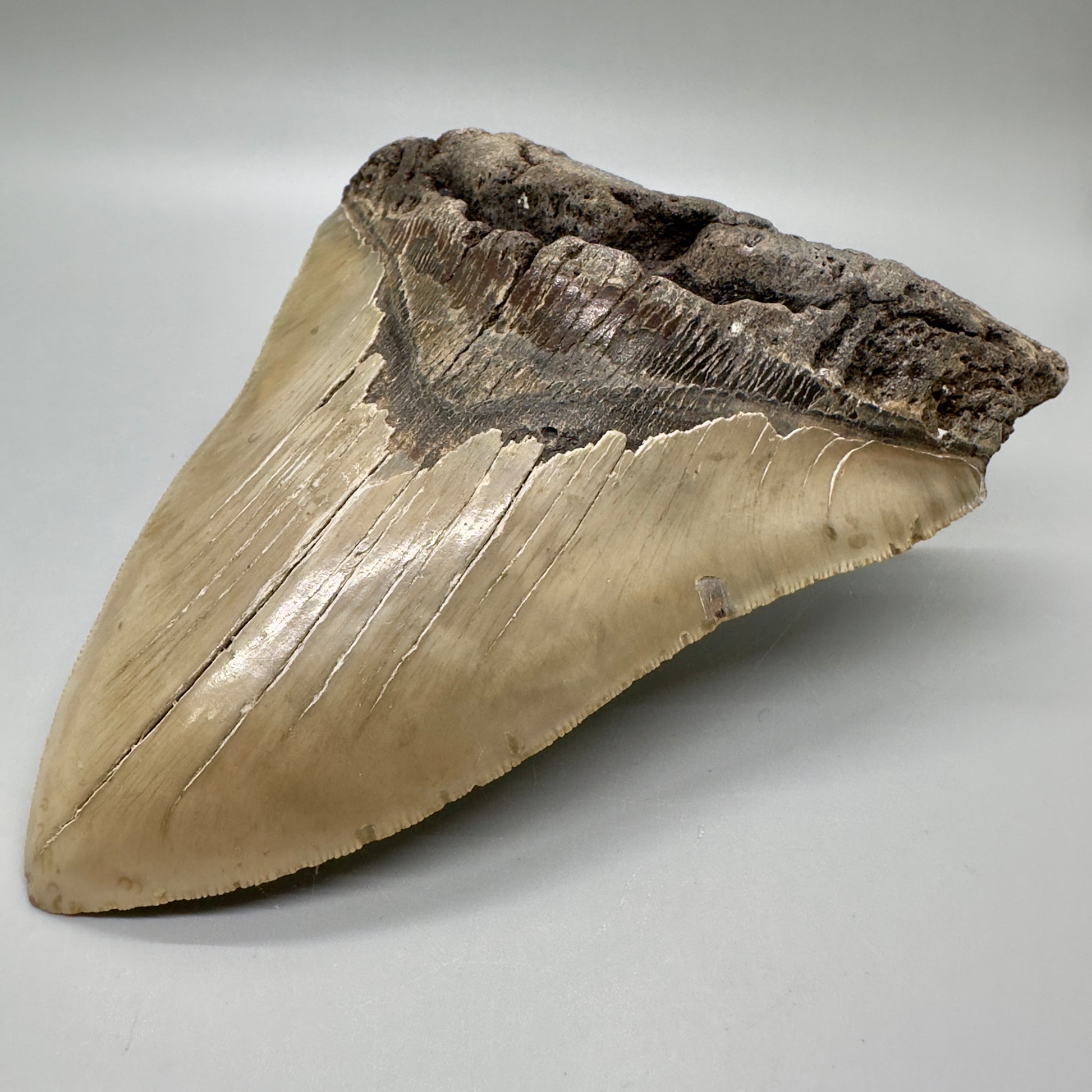 XL, close to max size, sharply serrated 6.49" Fossil Megalodon - Wilmington North Carolina CM4758 megalodonteeth.com - Front Right