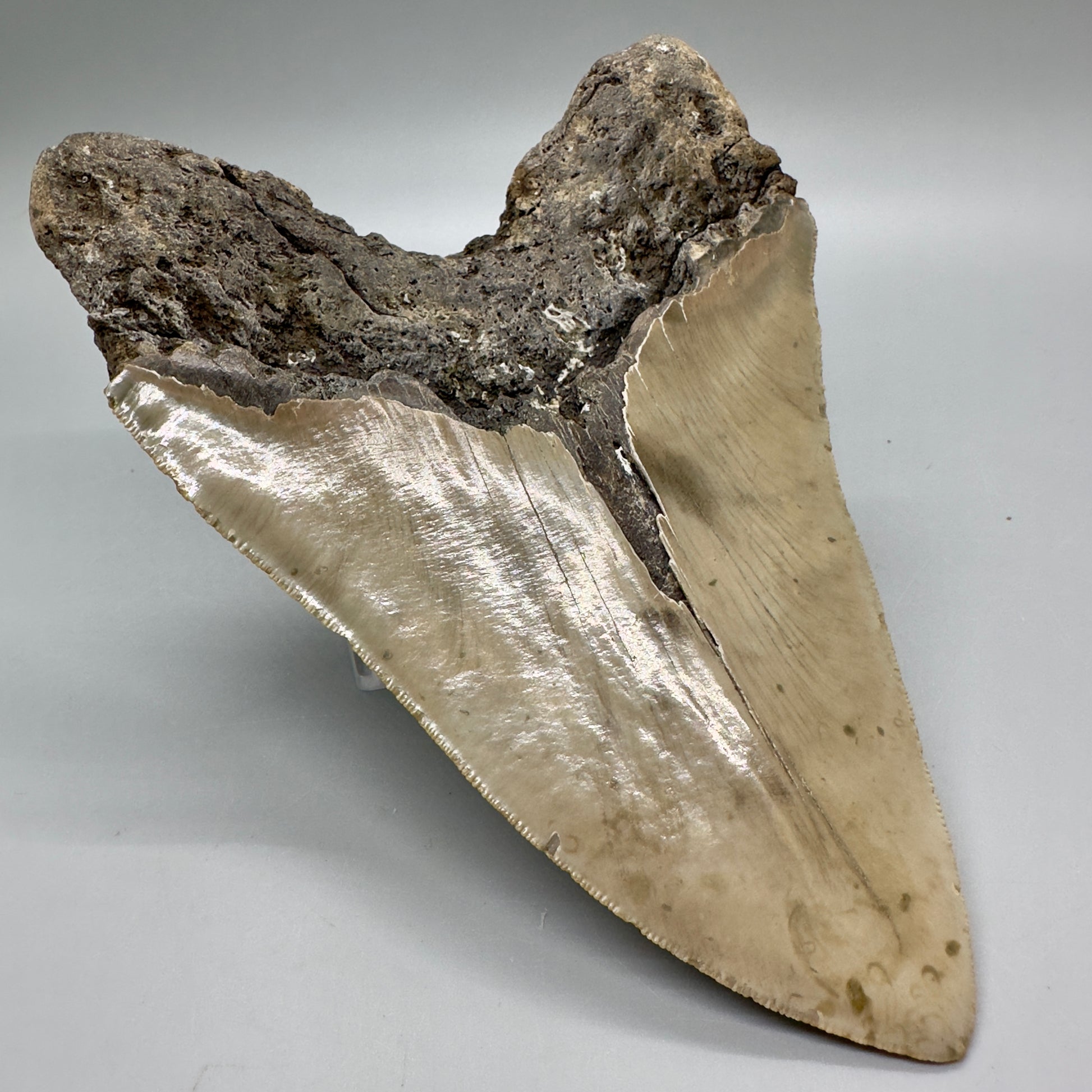 XL, close to max size, sharply serrated 6.49" Fossil Megalodon - Wilmington North Carolina CM4758 megalodonteeth.com - Back Left